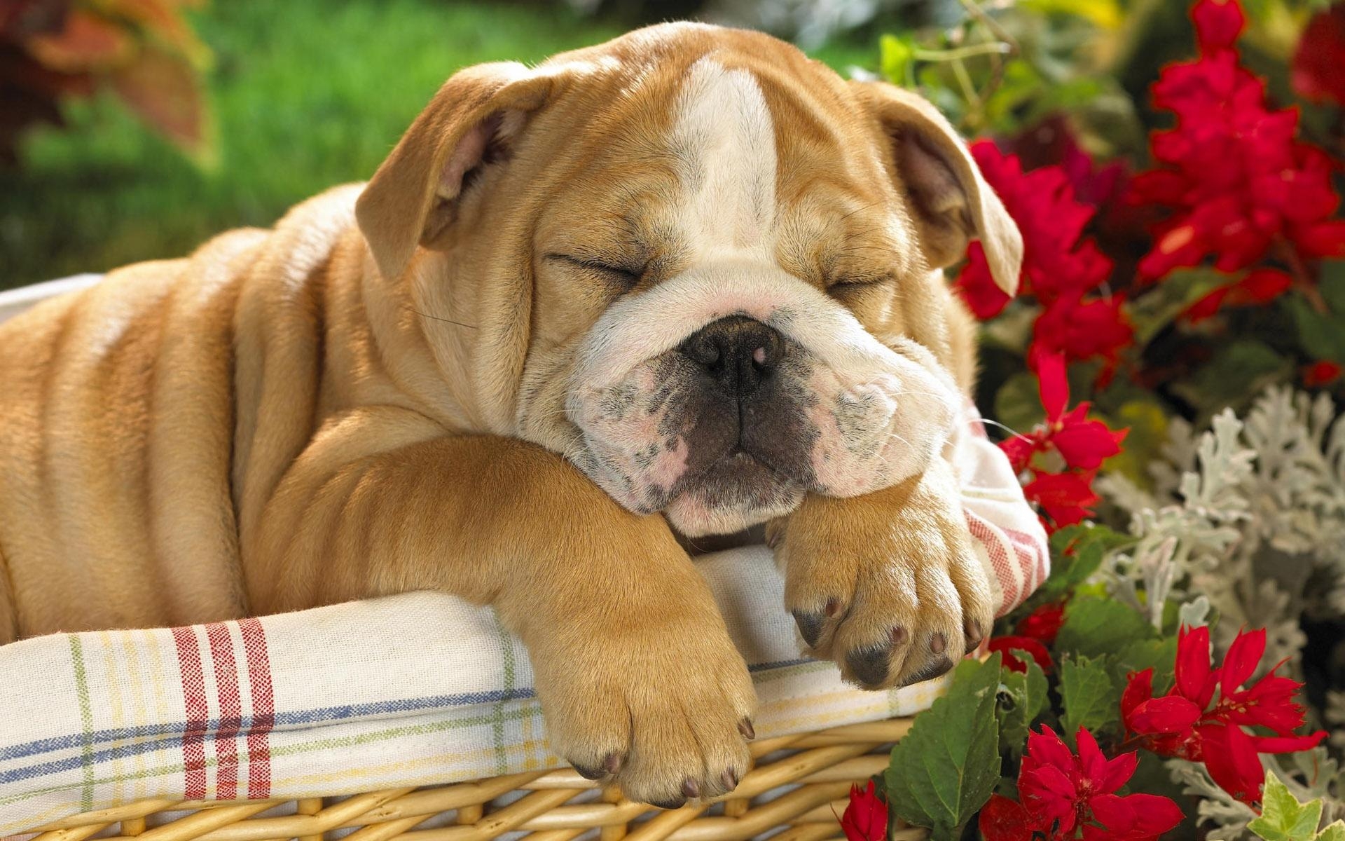 Download mobile wallpaper Puppy, Dogs, Sleeping, Dog, Animal, Cute for free.