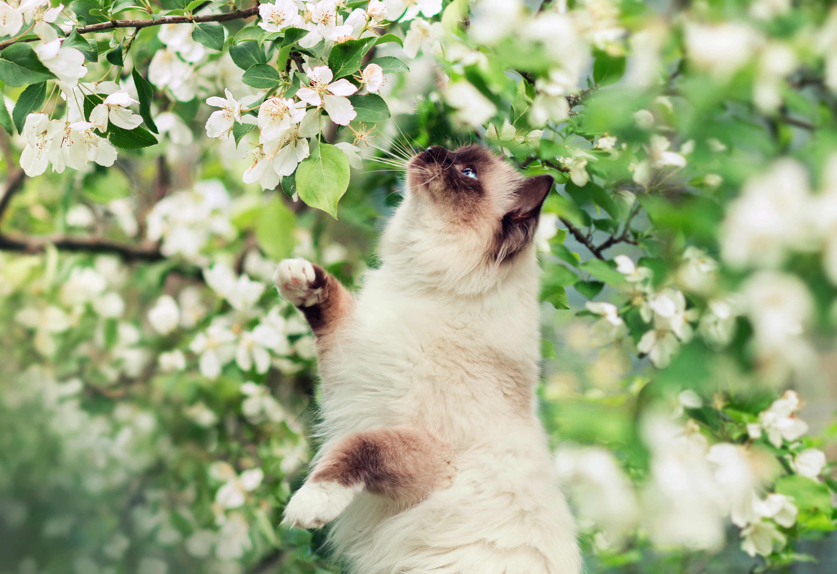 Завантажити шпалери Гімалайська Кішка на телефон безкоштовно