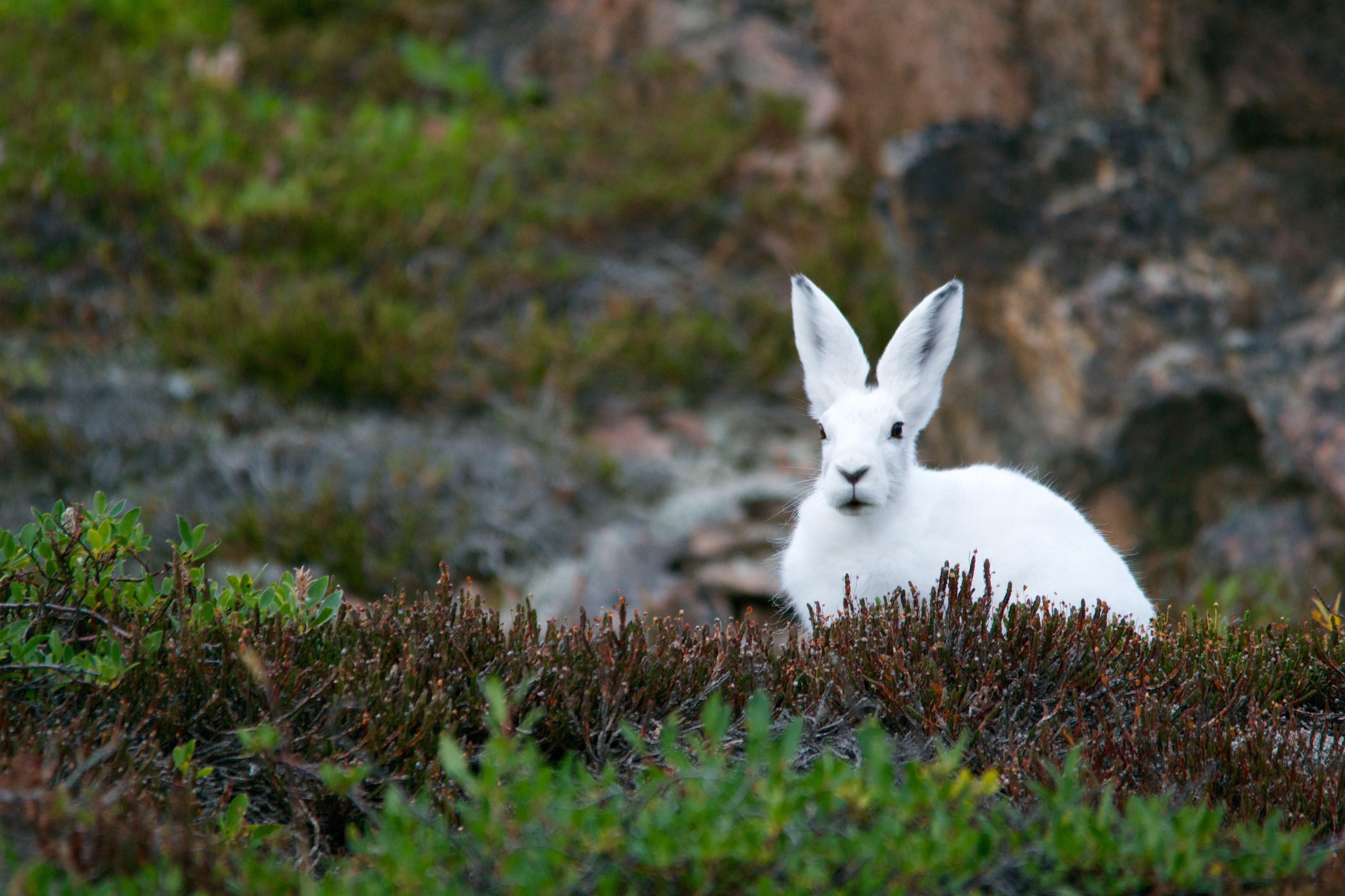 animals, grass, hare, white hare, polar, arctic hare, arctic squirrel