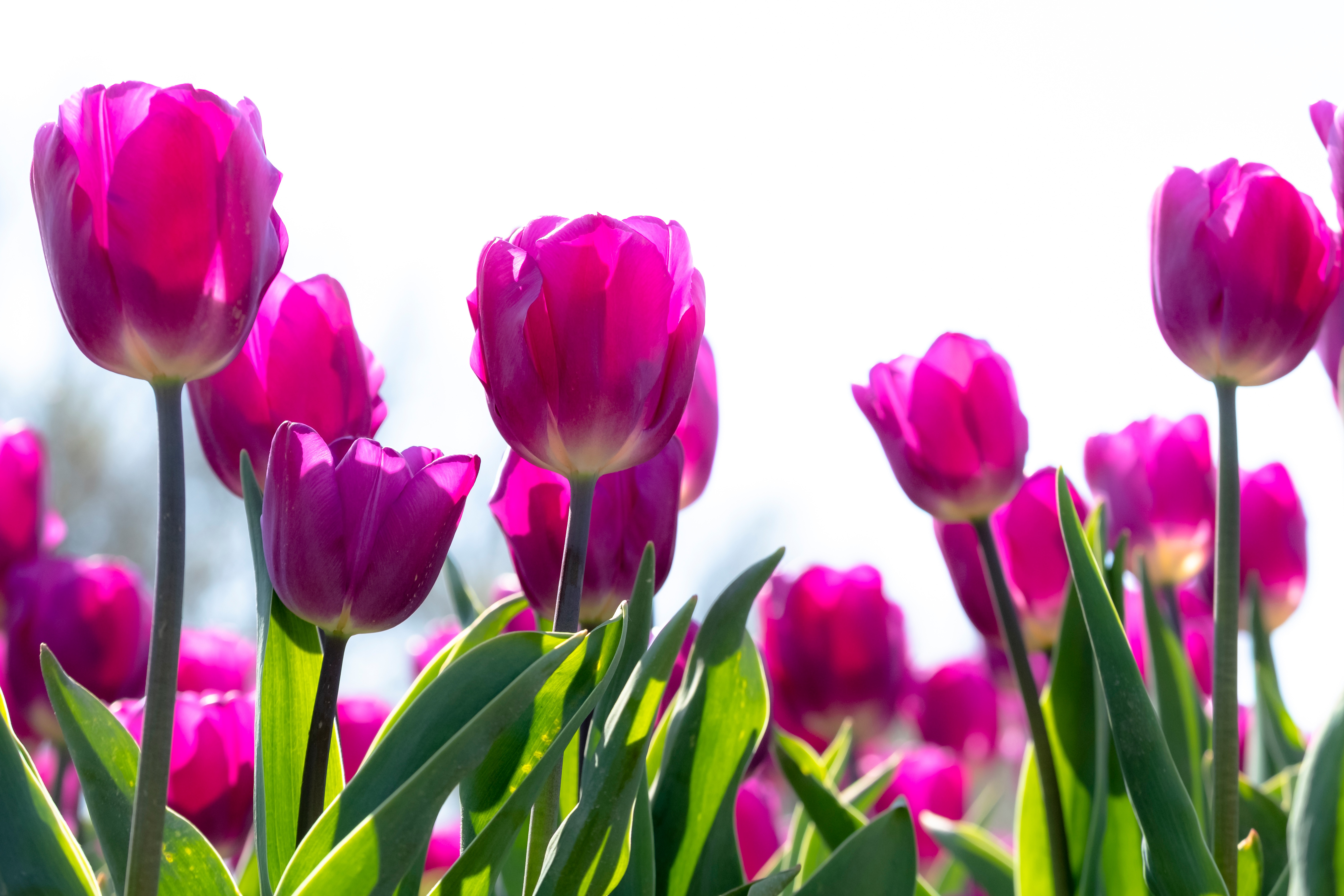 Téléchargez gratuitement l'image Fleurs, Fleur, Tulipe, Terre/nature sur le bureau de votre PC