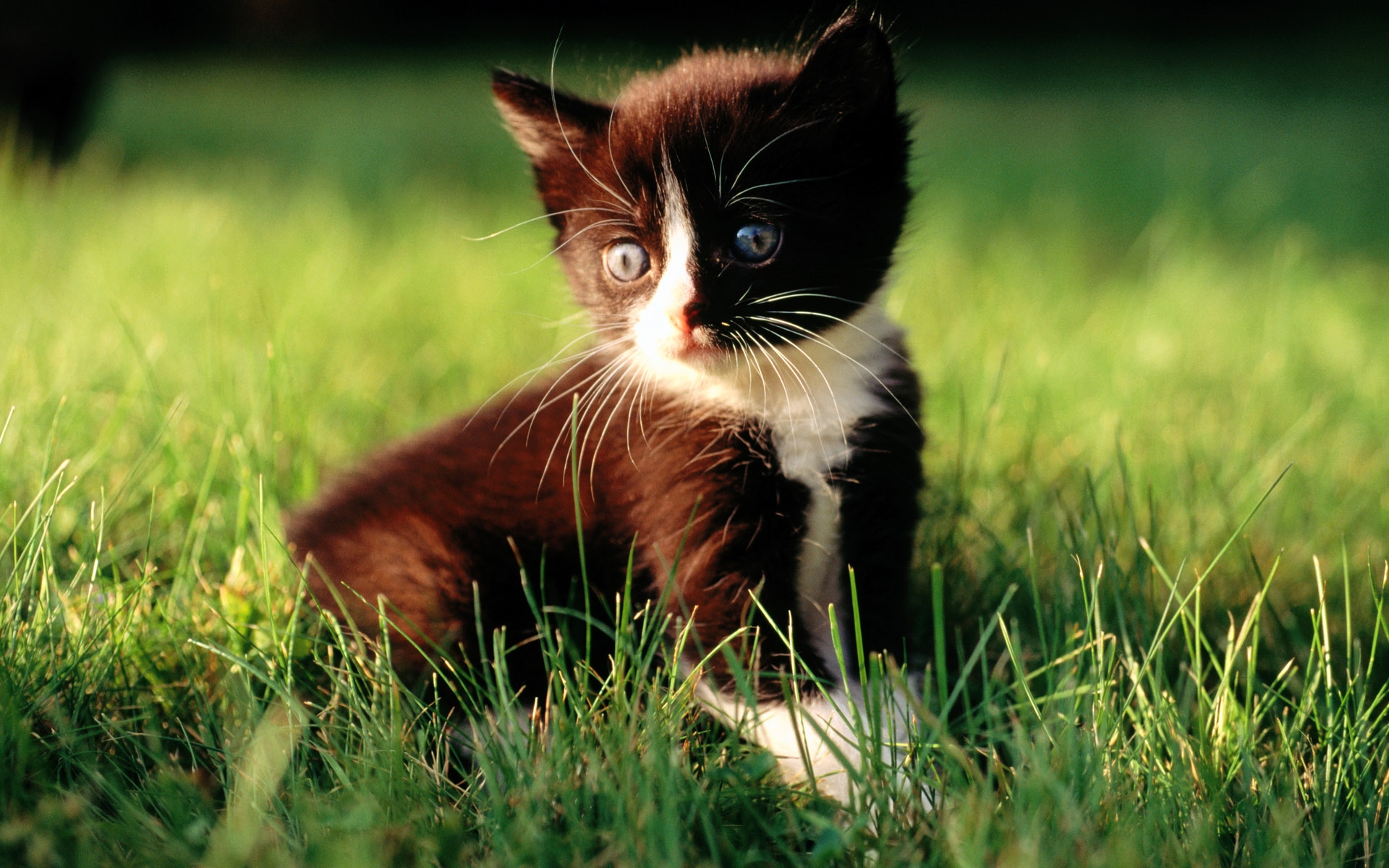 Baixe gratuitamente a imagem Animais, Gatos, Gato na área de trabalho do seu PC