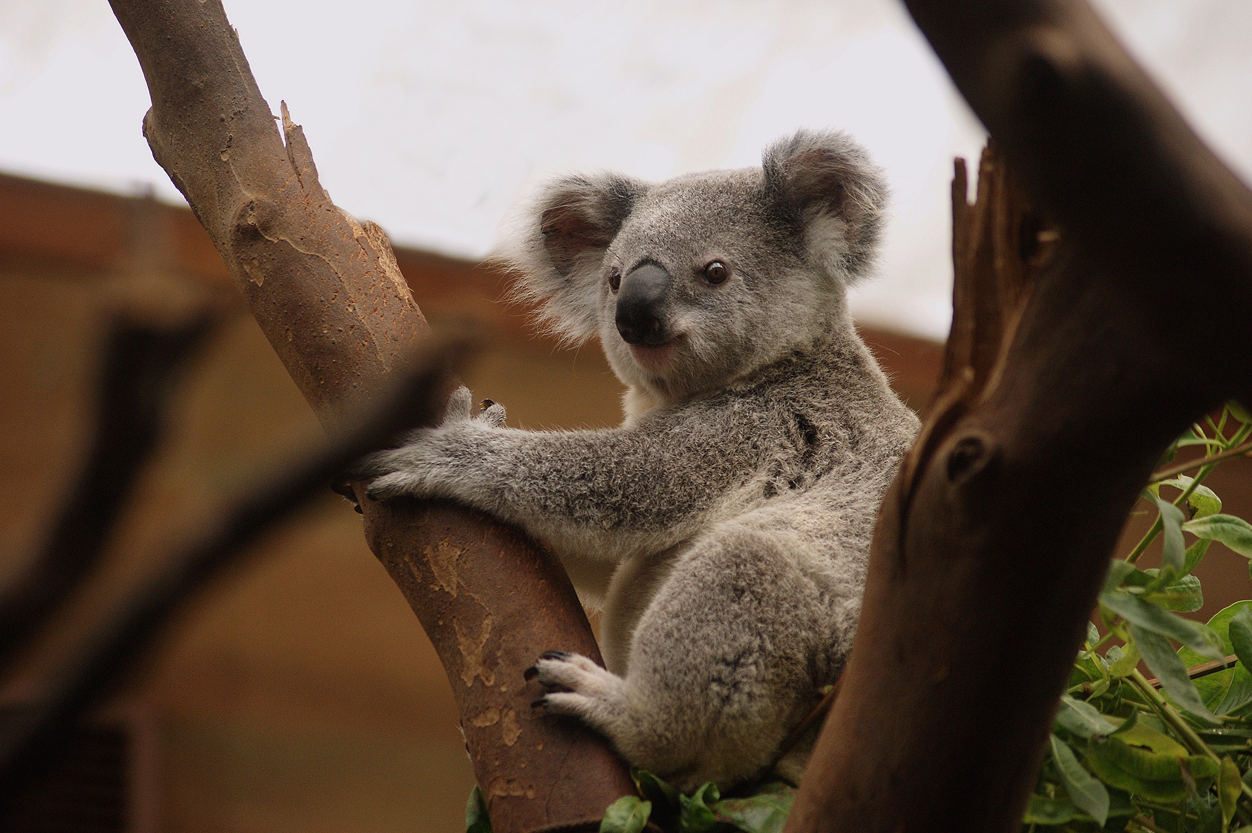 Téléchargez des papiers peints mobile Animaux, Tronc, Koala, Zoo gratuitement.