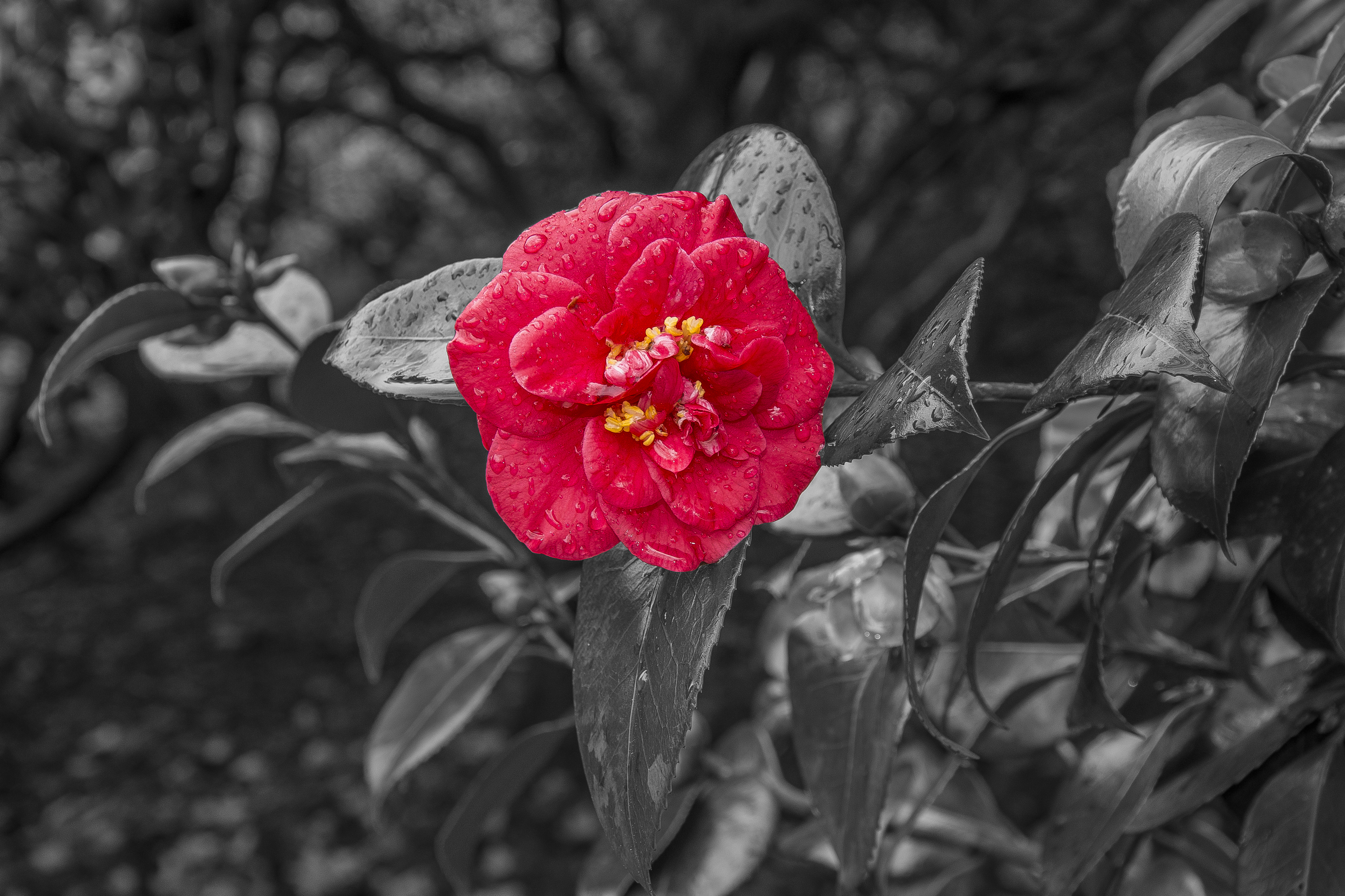 Download mobile wallpaper Camellia, Dew, Flowers, Bloom, Flowering, Photoshop for free.
