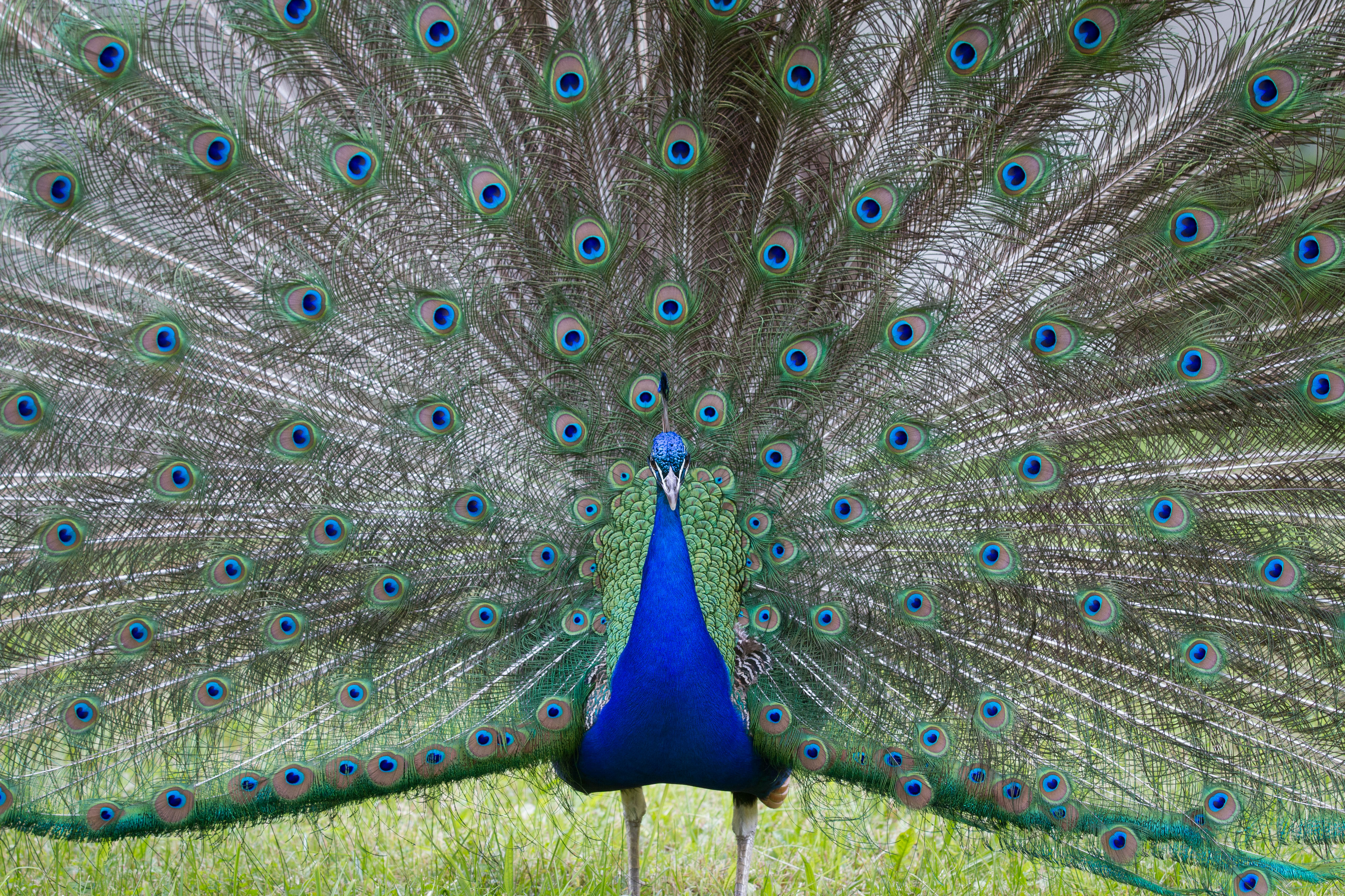 Free download wallpaper Birds, Bird, Animal, Peacock on your PC desktop