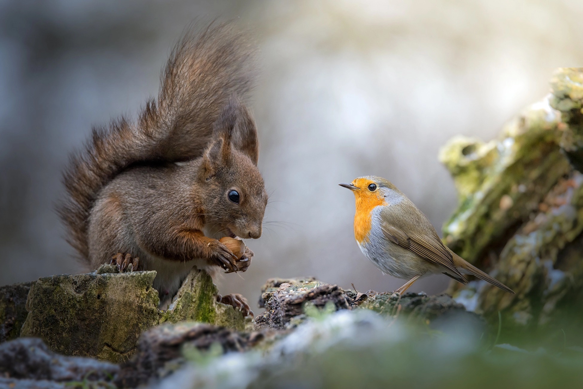 Free download wallpaper Squirrel, Bird, Animal, Rodent, Robin on your PC desktop
