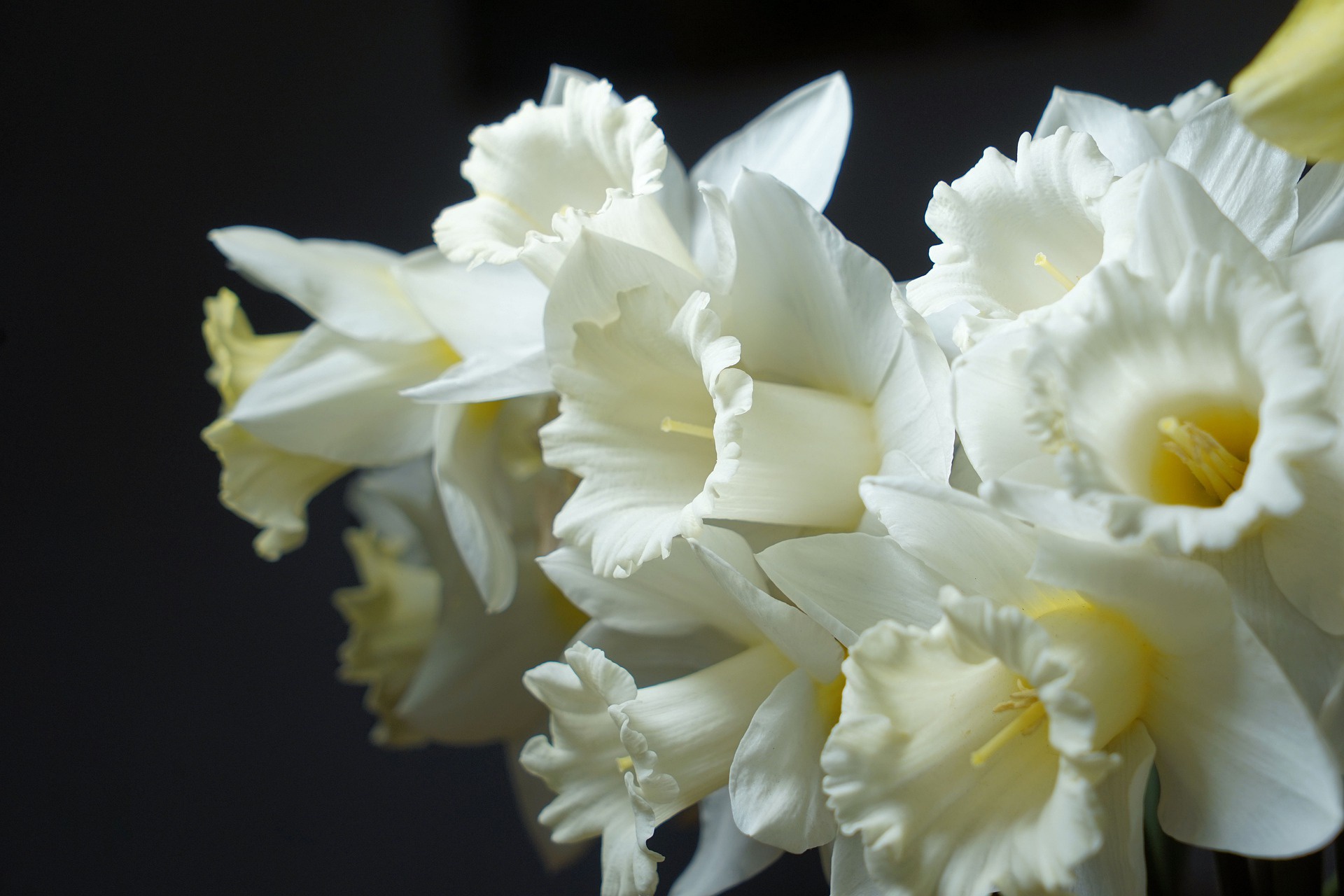 daffodil, earth, narcissus, flowers