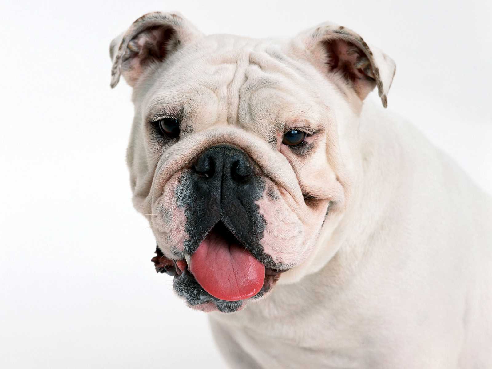 Handy-Wallpaper Bulldogge, Hunde, Hund, Tiere kostenlos herunterladen.