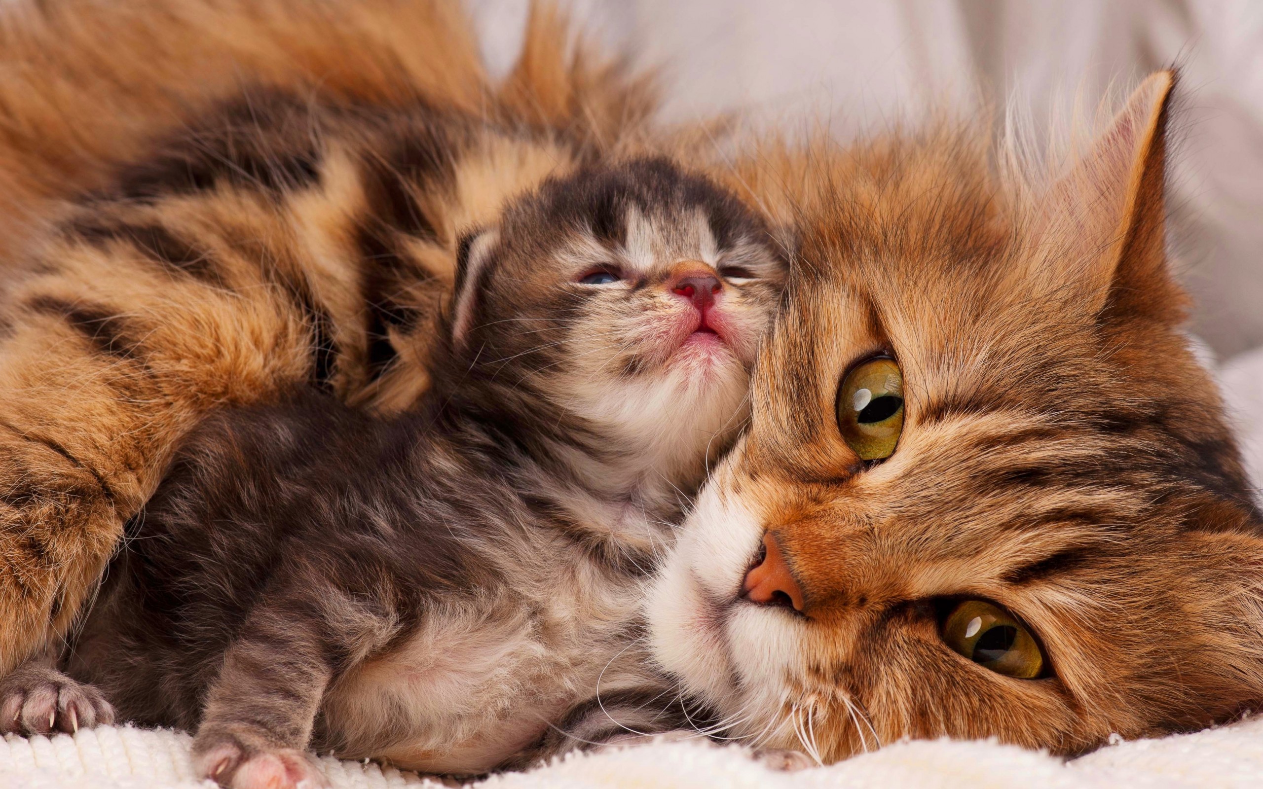 Laden Sie das Tiere, Katzen, Liebe, Katze, Kätzchen, Süß, Gesicht-Bild kostenlos auf Ihren PC-Desktop herunter