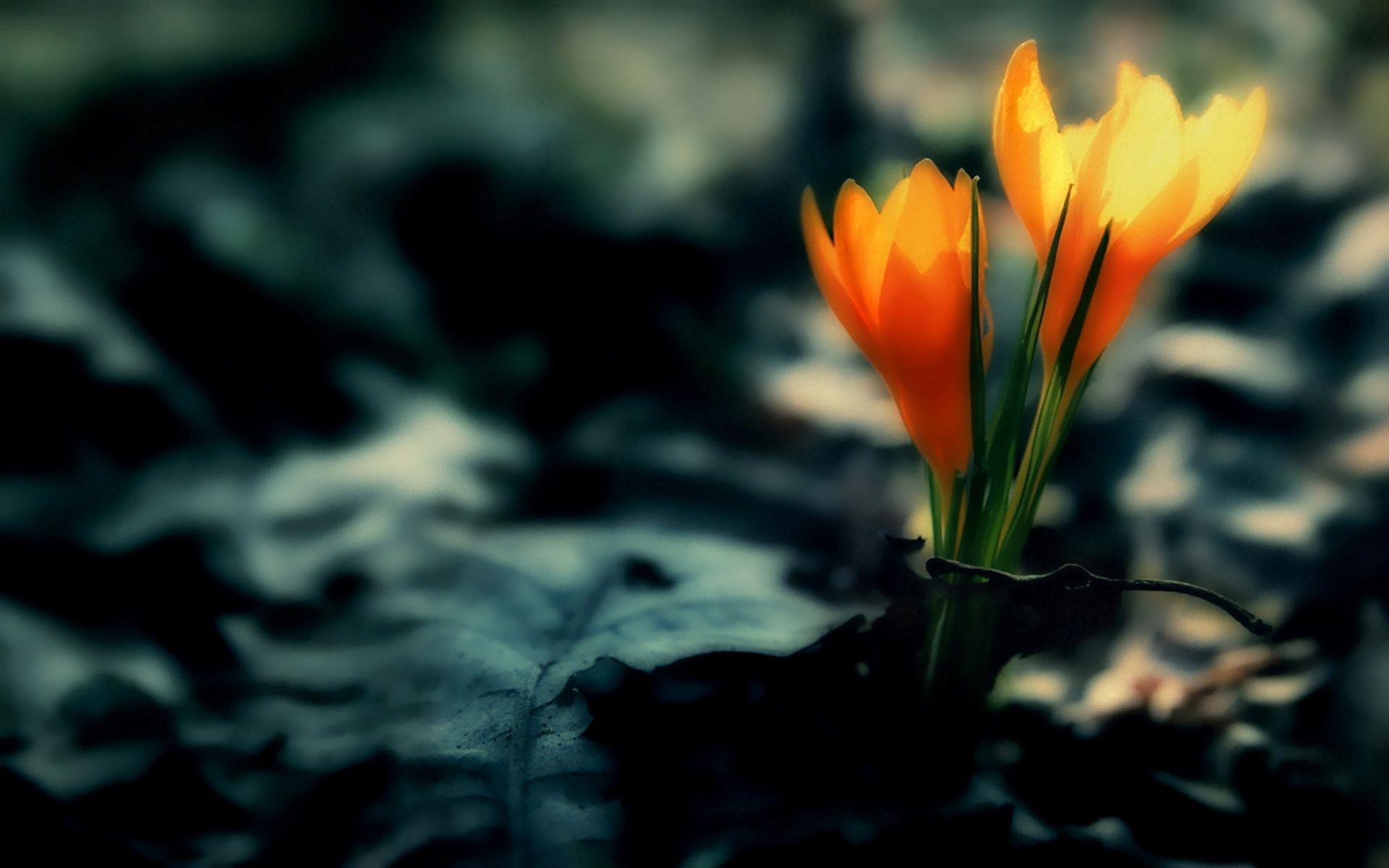 Laden Sie das Blätter, Dunkelheit, Krokus, Crocus, Blumen-Bild kostenlos auf Ihren PC-Desktop herunter