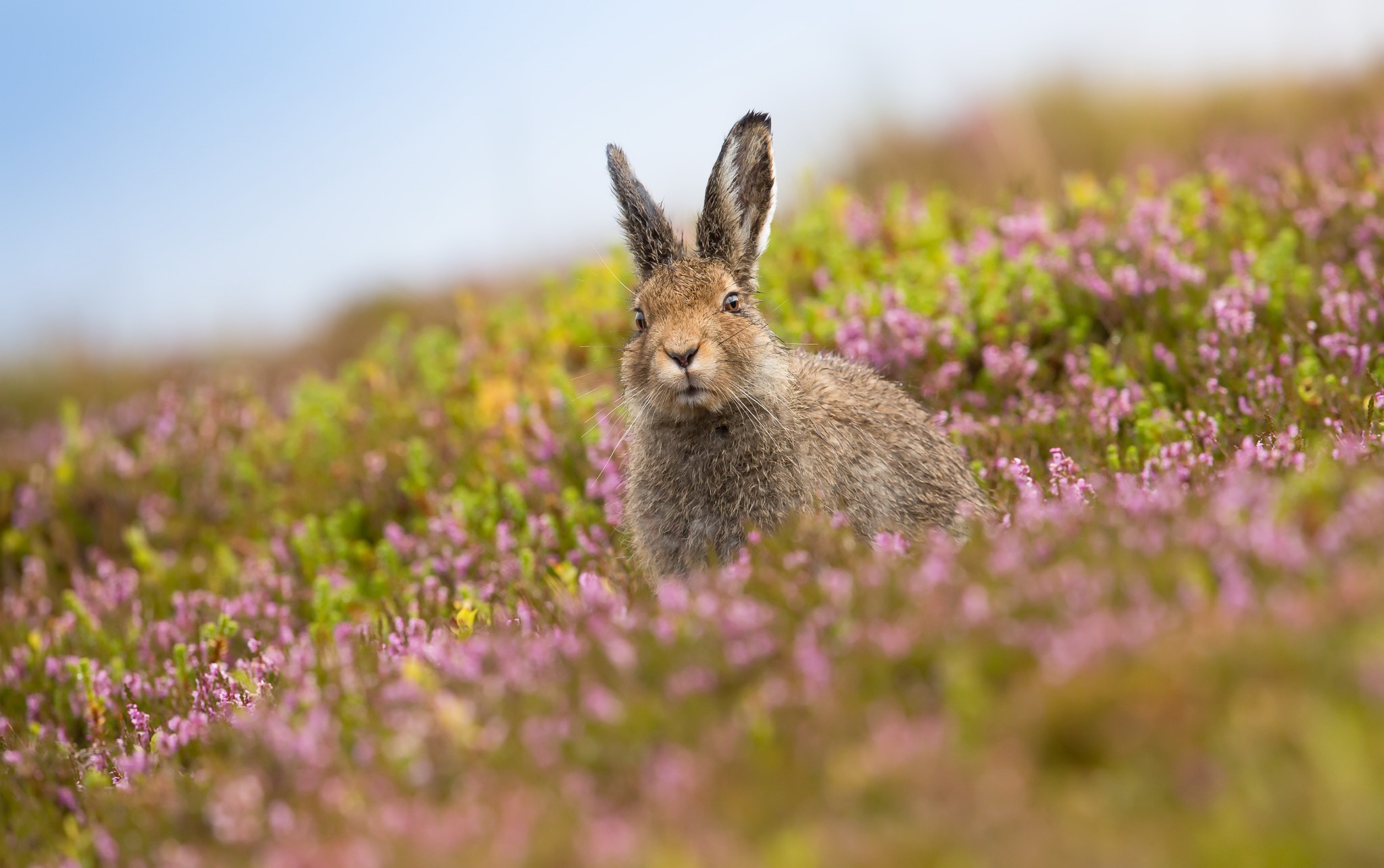 Free download wallpaper Blur, Animal, Rabbit, Hare on your PC desktop