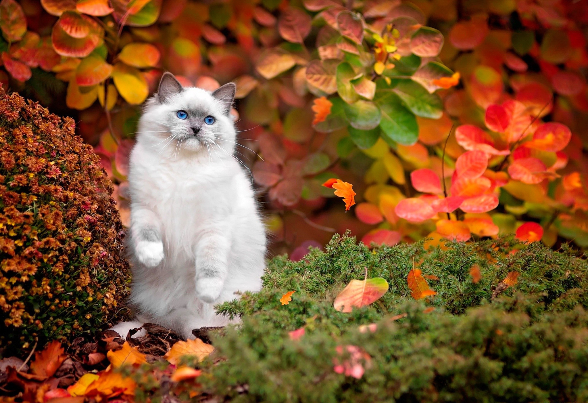 無料モバイル壁紙動物, 自然, 秋, 葉, ネコ, 猫をダウンロードします。