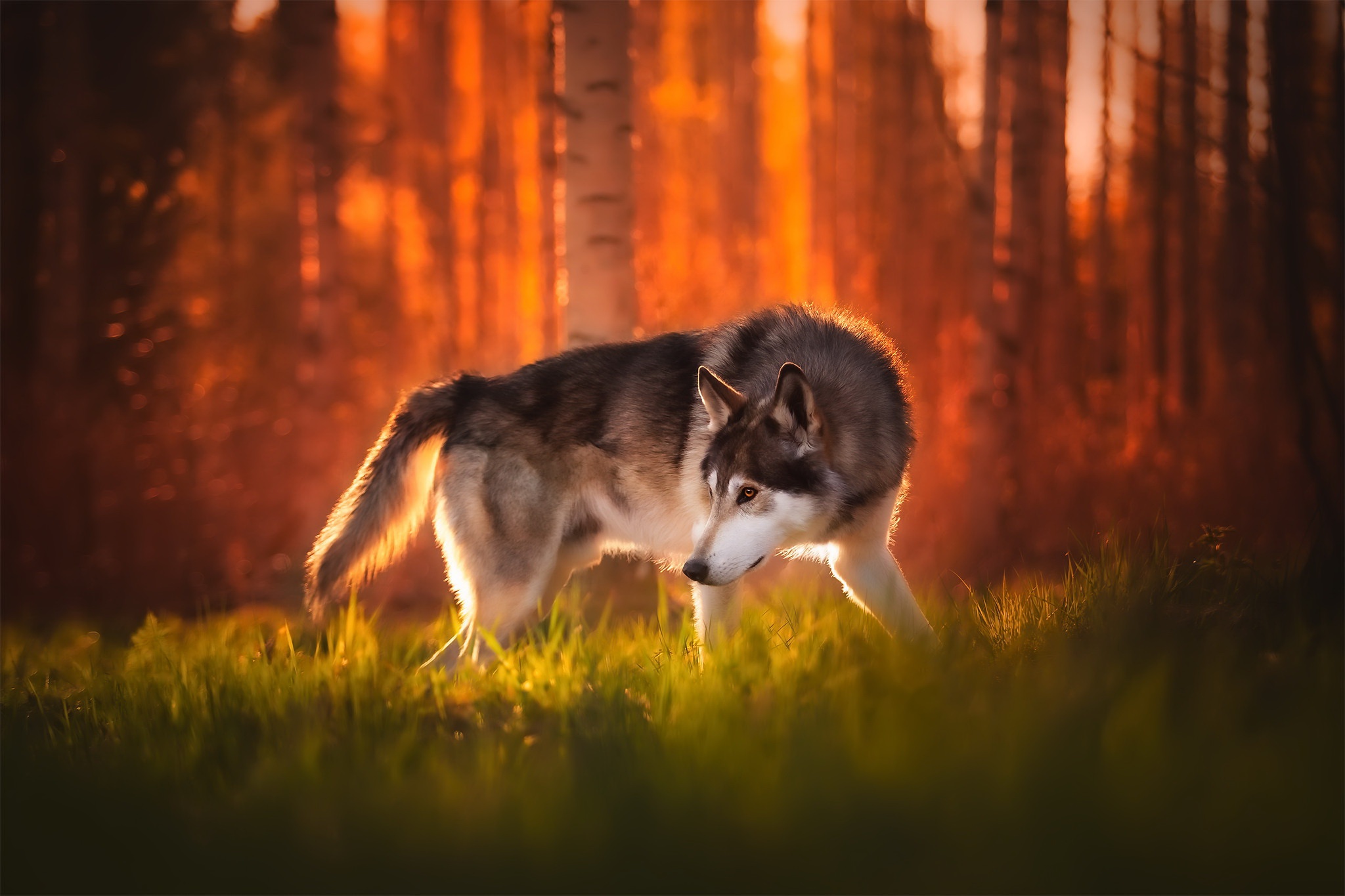 Free download wallpaper Dogs, Dog, Animal, Wolfdog on your PC desktop