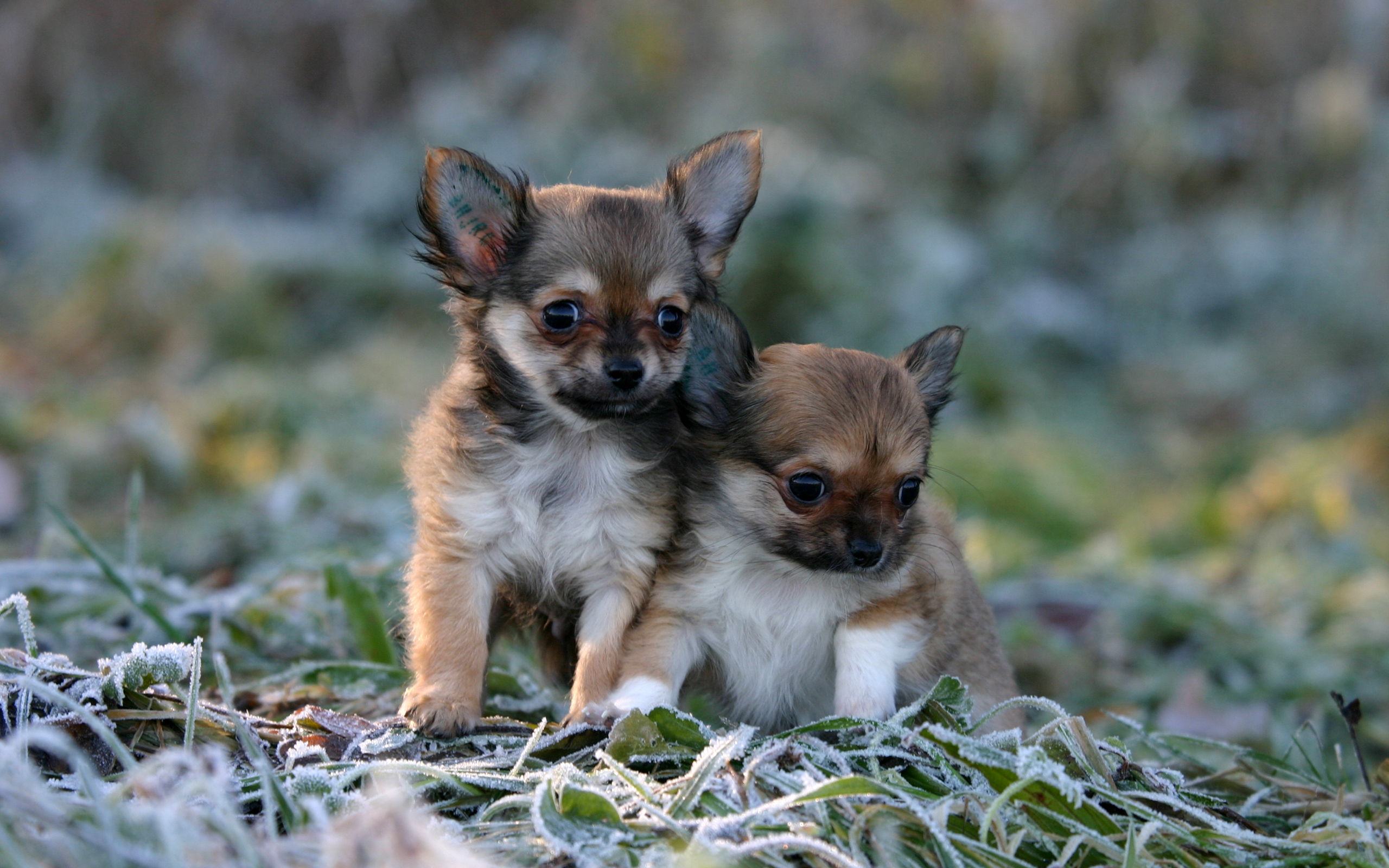 Handy-Wallpaper Hunde, Hund, Tiere kostenlos herunterladen.