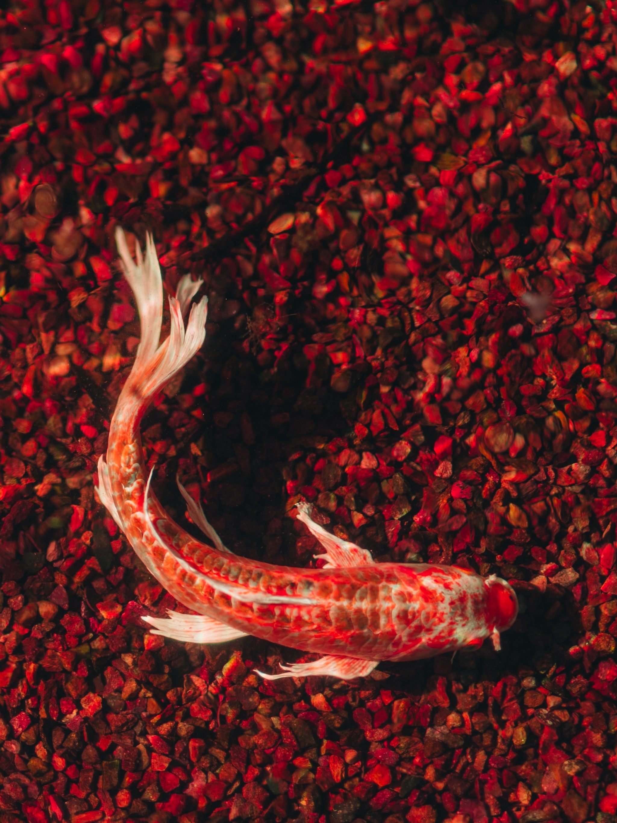 Download mobile wallpaper Water, Fishes, Animal, Fish, Koi for free.