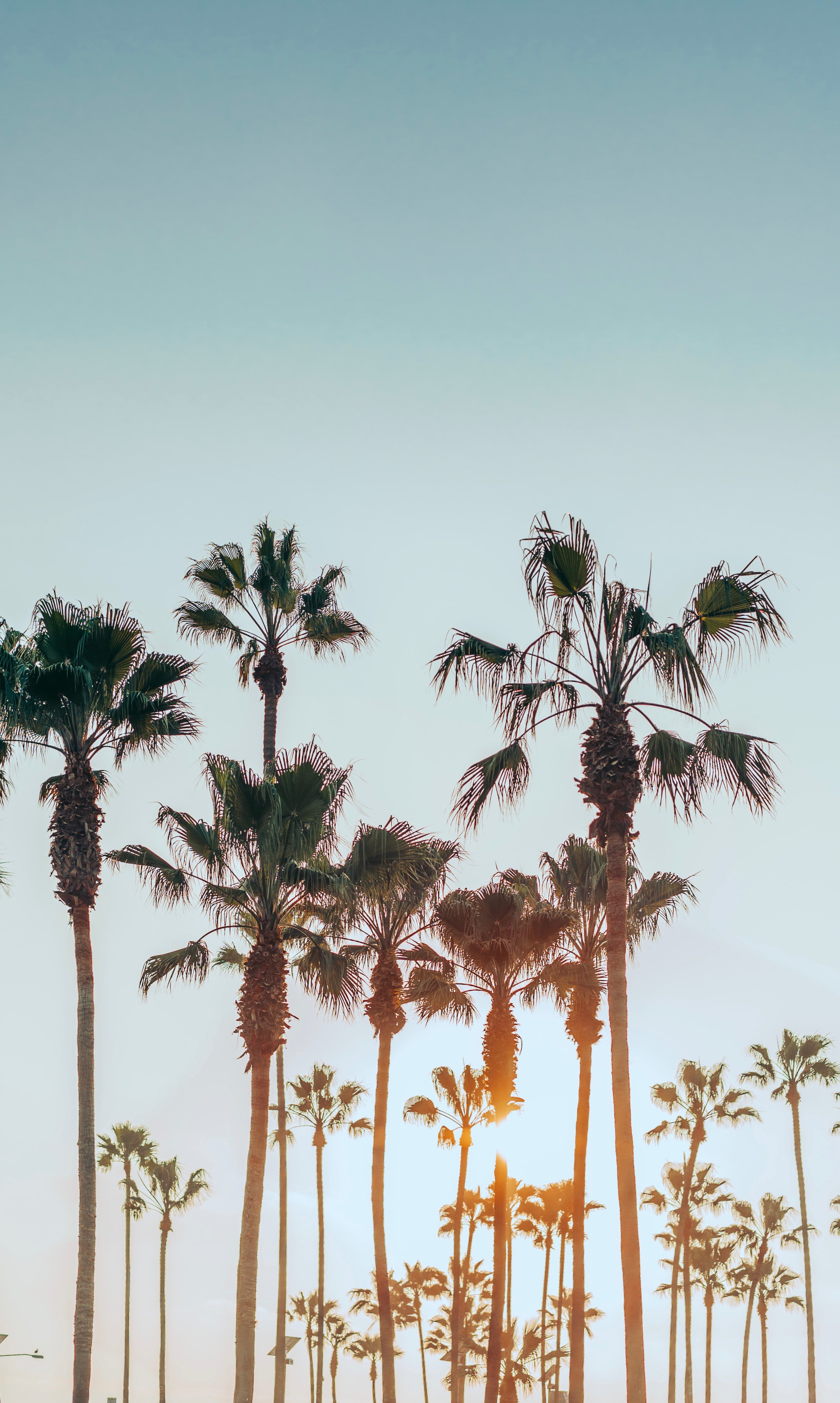Laden Sie das Natur, Sun, Palms, Tropen, Sommer-Bild kostenlos auf Ihren PC-Desktop herunter