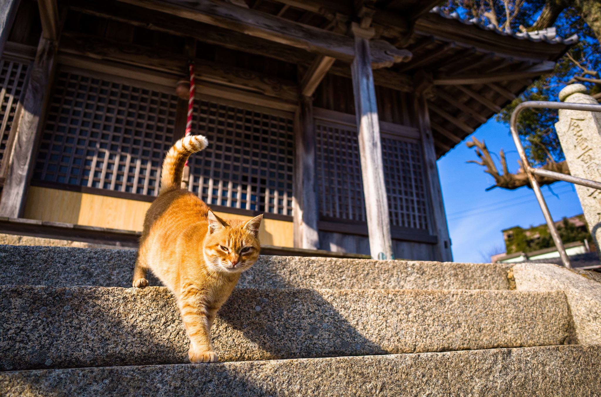 Laden Sie das Tiere, Katzen, Katze, Sonnig-Bild kostenlos auf Ihren PC-Desktop herunter