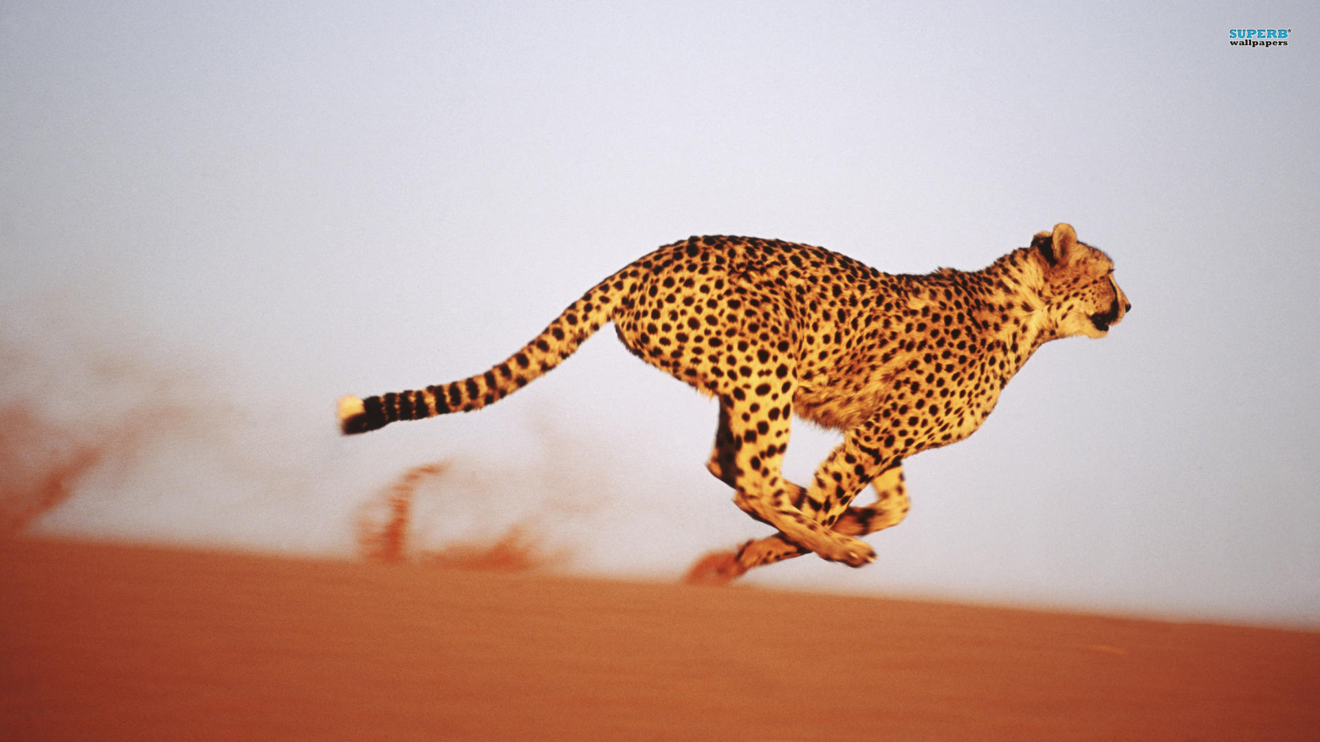 183683 descargar imagen animales, guepardo, gatos: fondos de pantalla y protectores de pantalla gratis