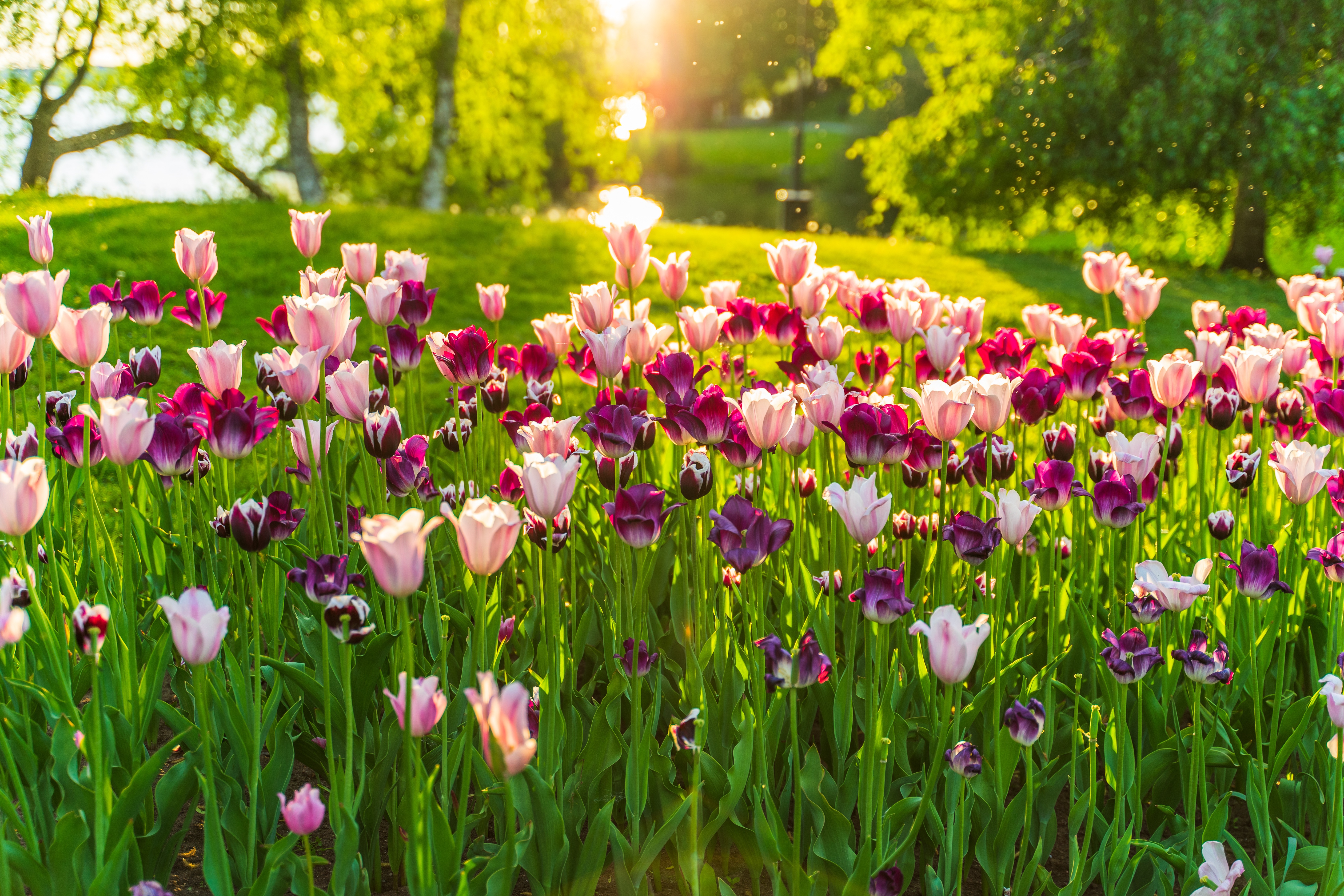 Скачать обои бесплатно Весна, Тюльпан, Фиолетовый Цветок, Земля/природа, Розовый Цветок, Флауэрсы картинка на рабочий стол ПК