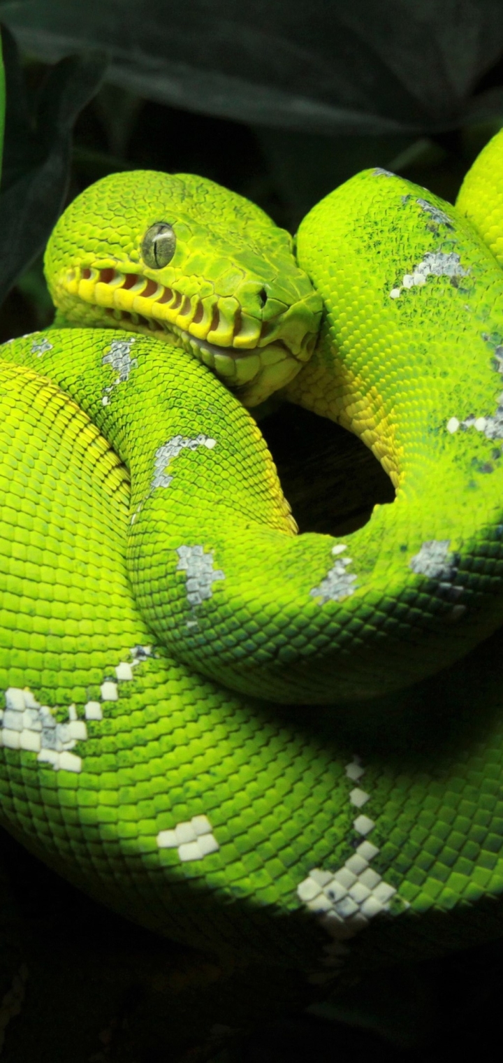 Téléchargez des papiers peints mobile Animaux, Serpent, Reptiles, Python, Python Arboricole gratuitement.