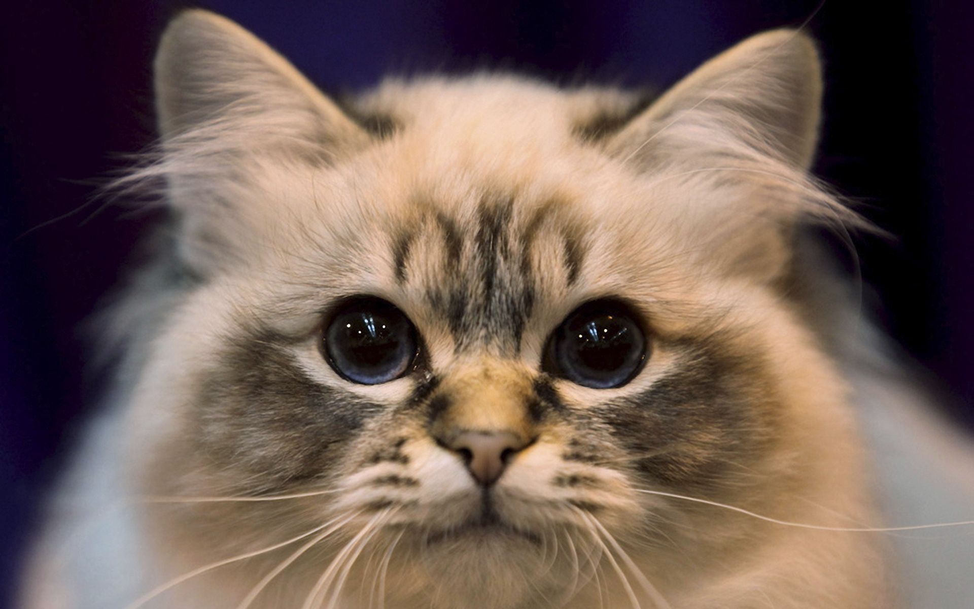 Free download wallpaper Animals, Fluffy, Muzzle, Opinion, Sight, Cat, Eyes on your PC desktop