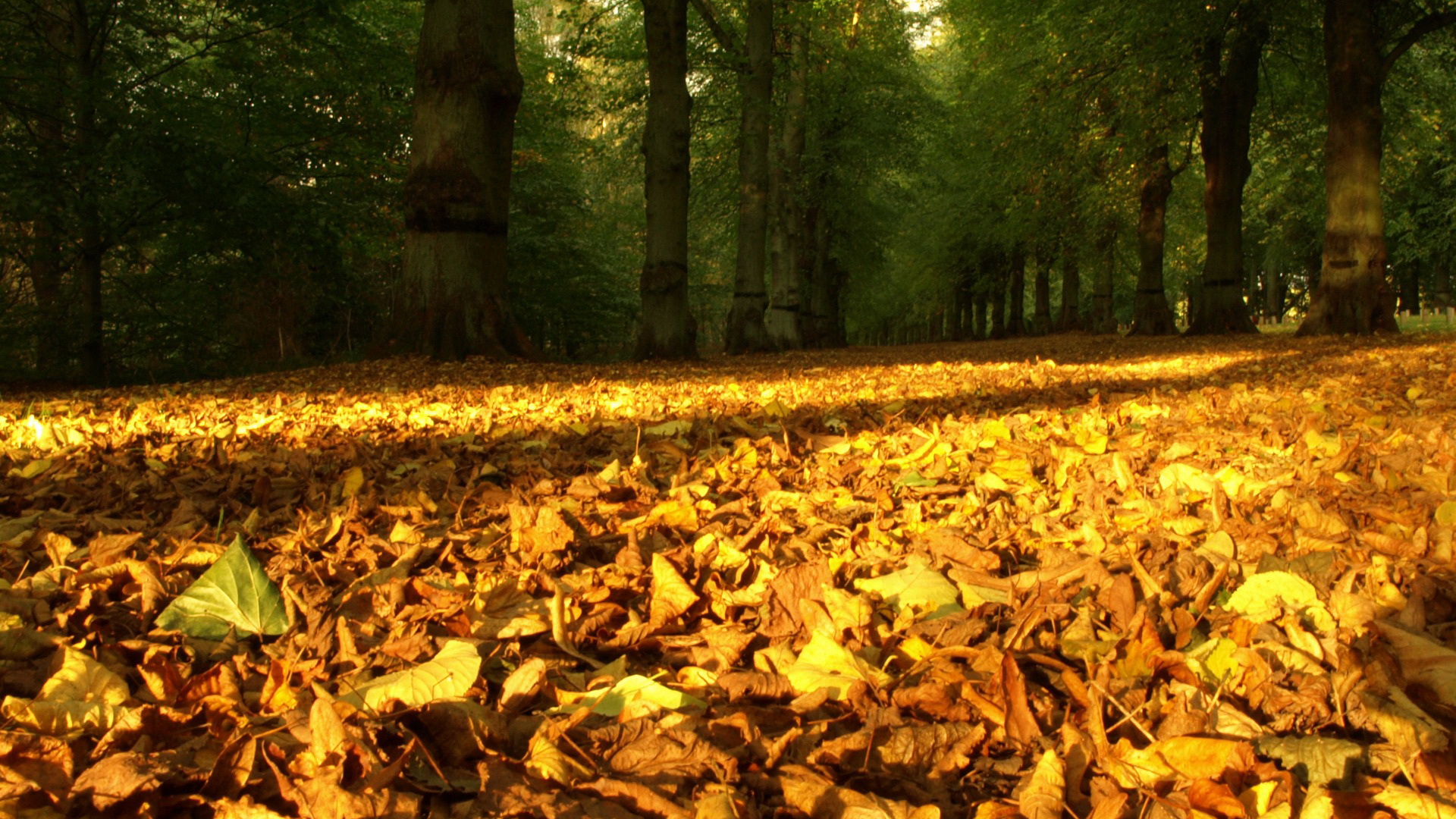 Descarga gratis la imagen Otoño, Tierra/naturaleza en el escritorio de tu PC