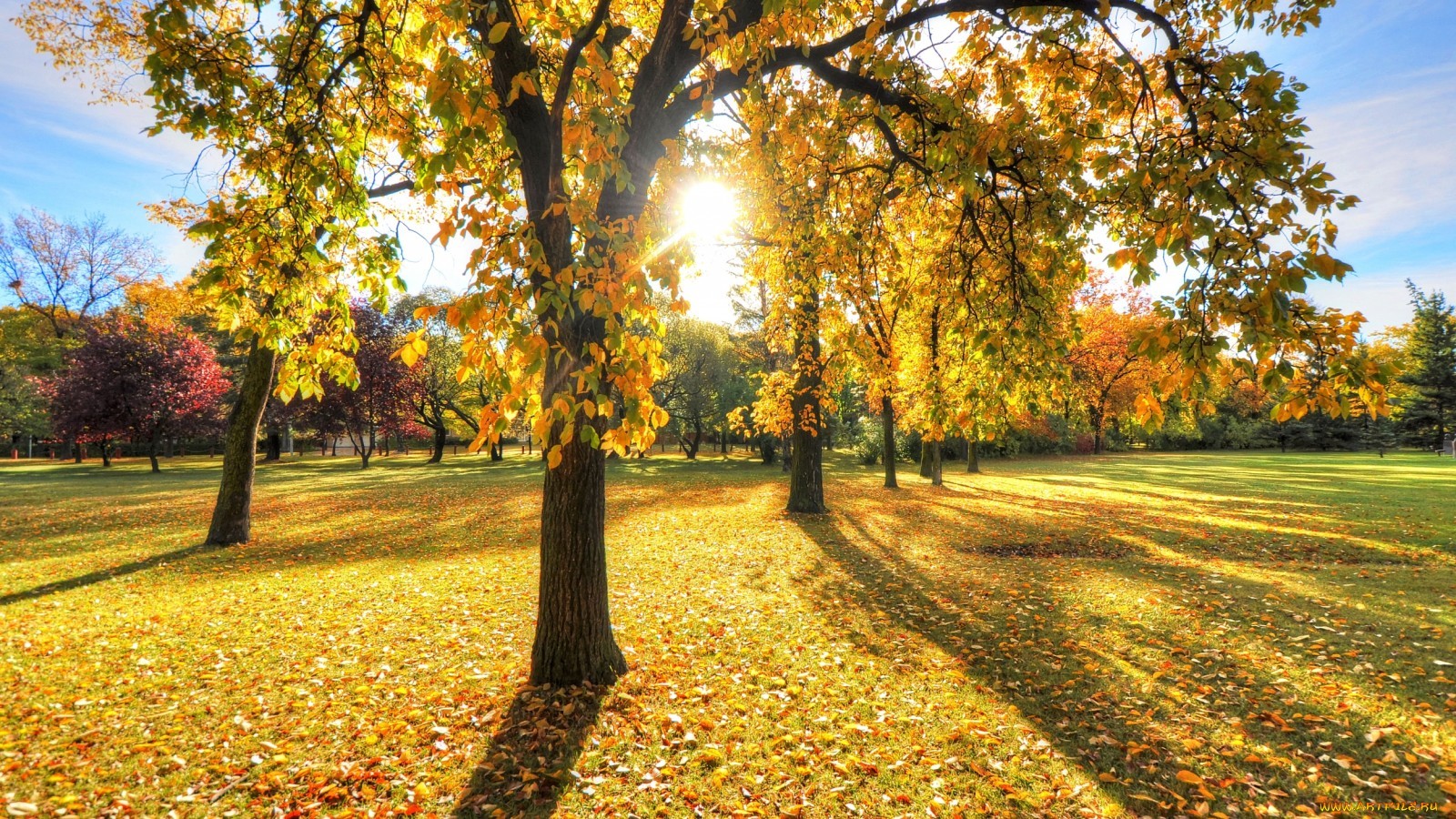 Handy-Wallpaper Landschaft, Bäume, Sun, Blätter, Herbst kostenlos herunterladen.