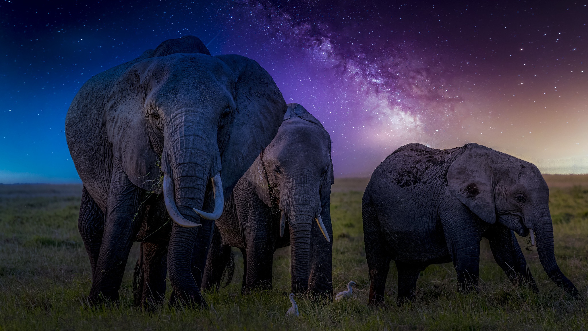 Baixe gratuitamente a imagem Animais, Elefantes, Elefante Da Savana na área de trabalho do seu PC