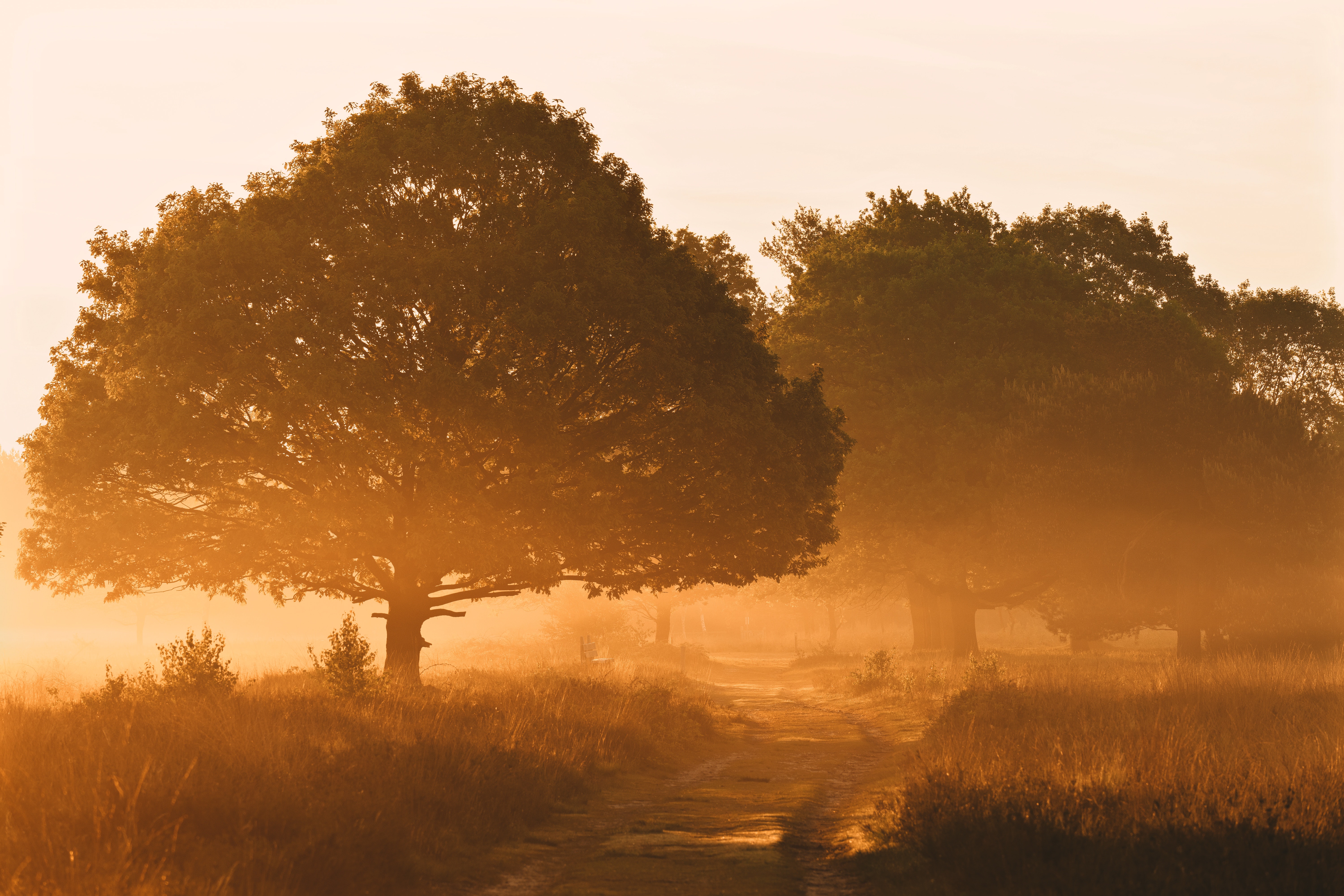Free download wallpaper Trees, Shine, Fog, Morning, Light, Road, Nature on your PC desktop