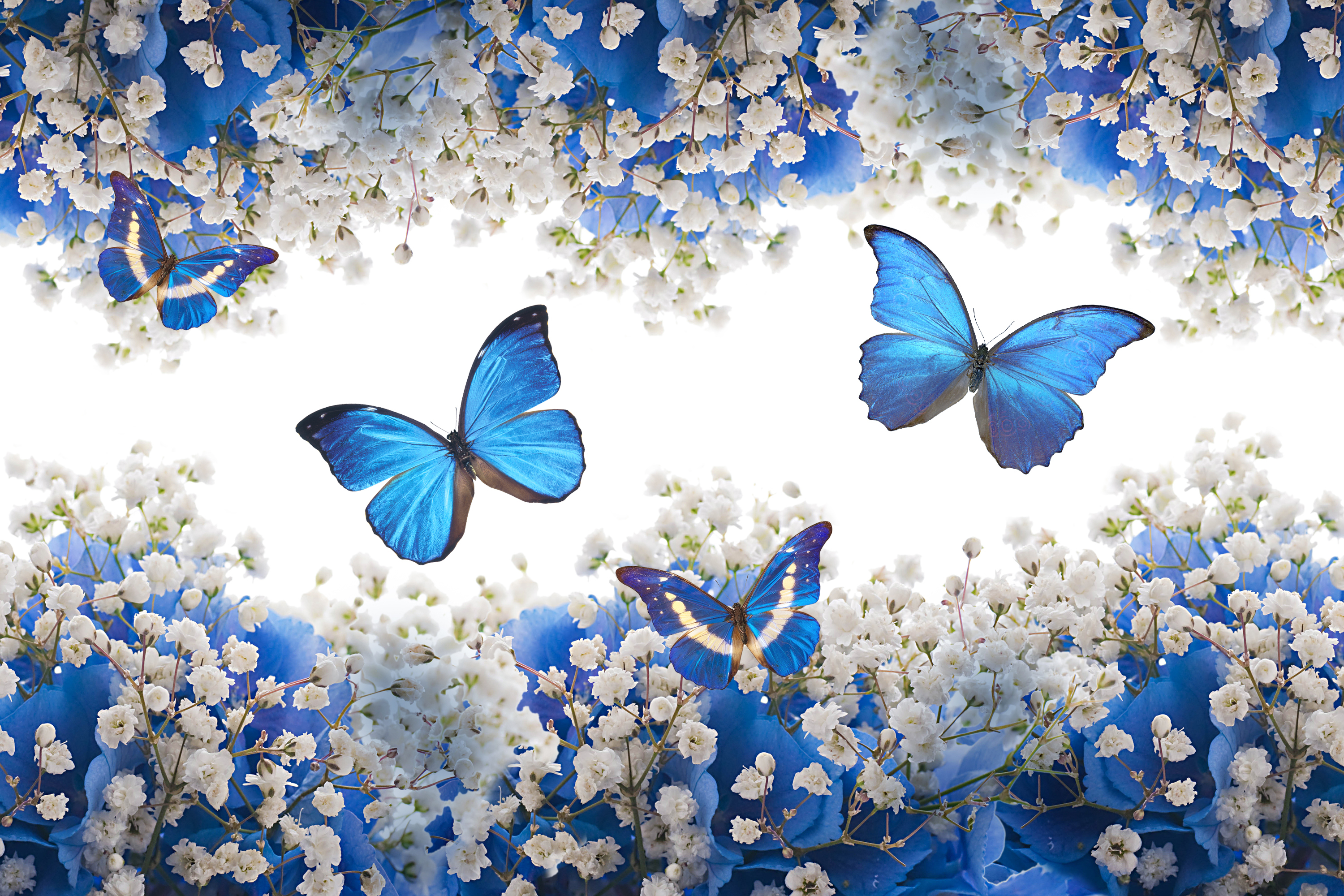 Free download wallpaper Flower, Butterfly, Artistic, White Flower on your PC desktop