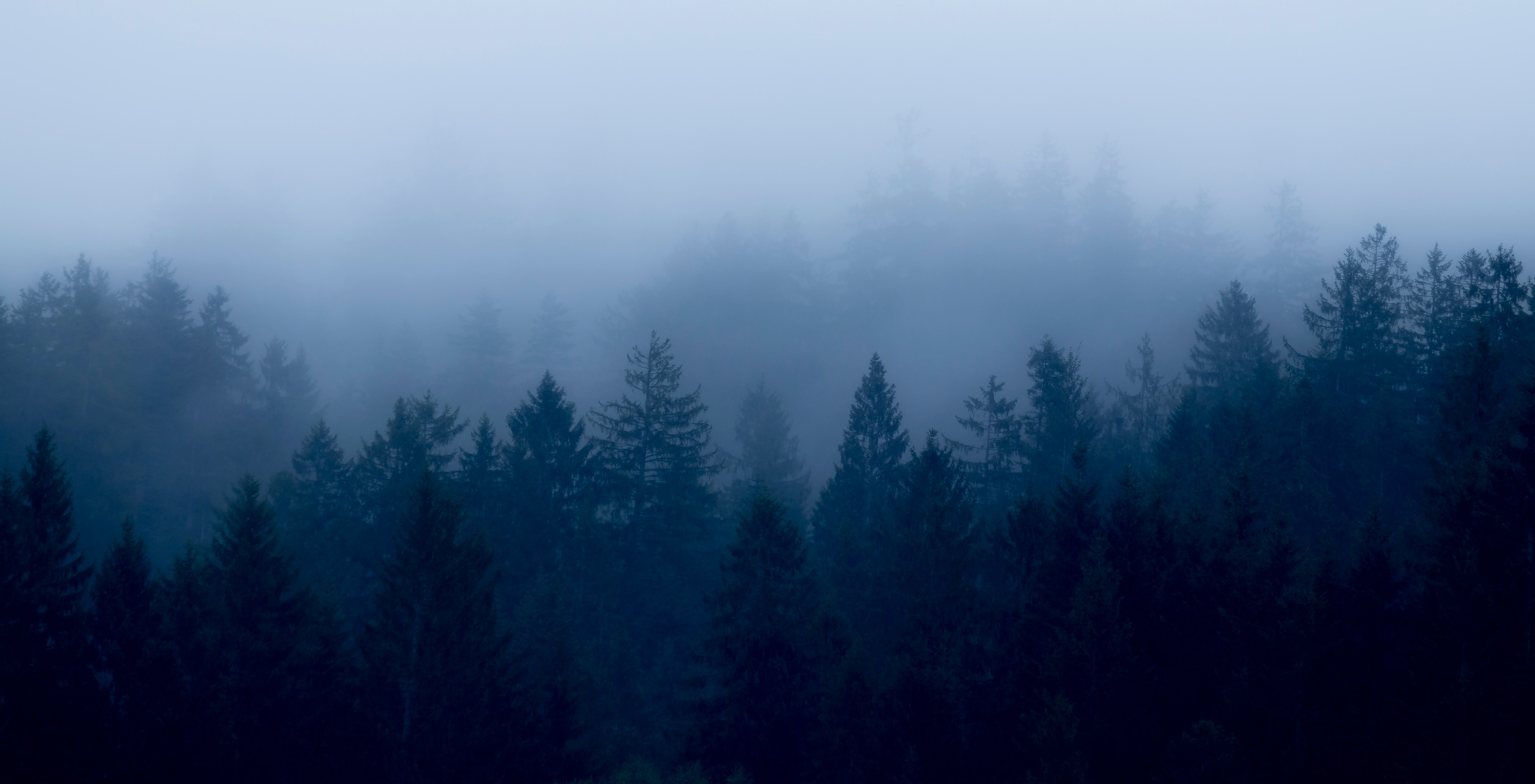 Скачать обои бесплатно Природа, Сумерки, Деревья, Лес, Туман картинка на рабочий стол ПК