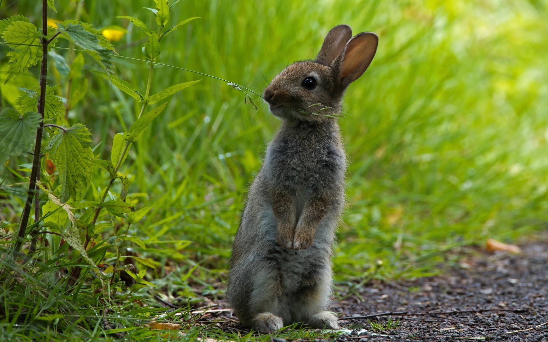 Descarga gratuita de fondo de pantalla para móvil de Conejo, Animales.