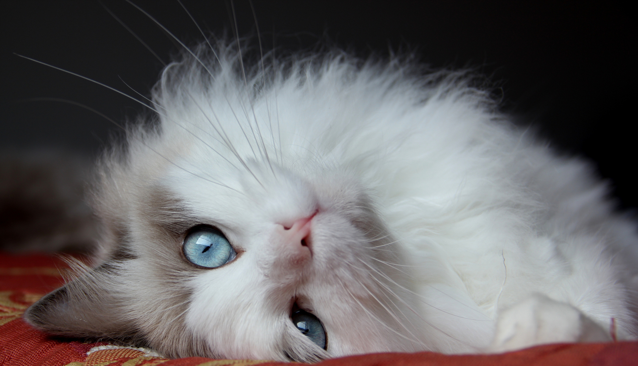 fluffy cat, animals, cat, lies, eyes, beautiful cat