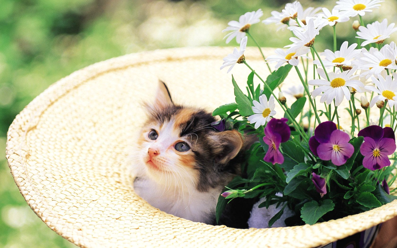 kitty, animals, grass, kitten, muzzle, hat HD wallpaper