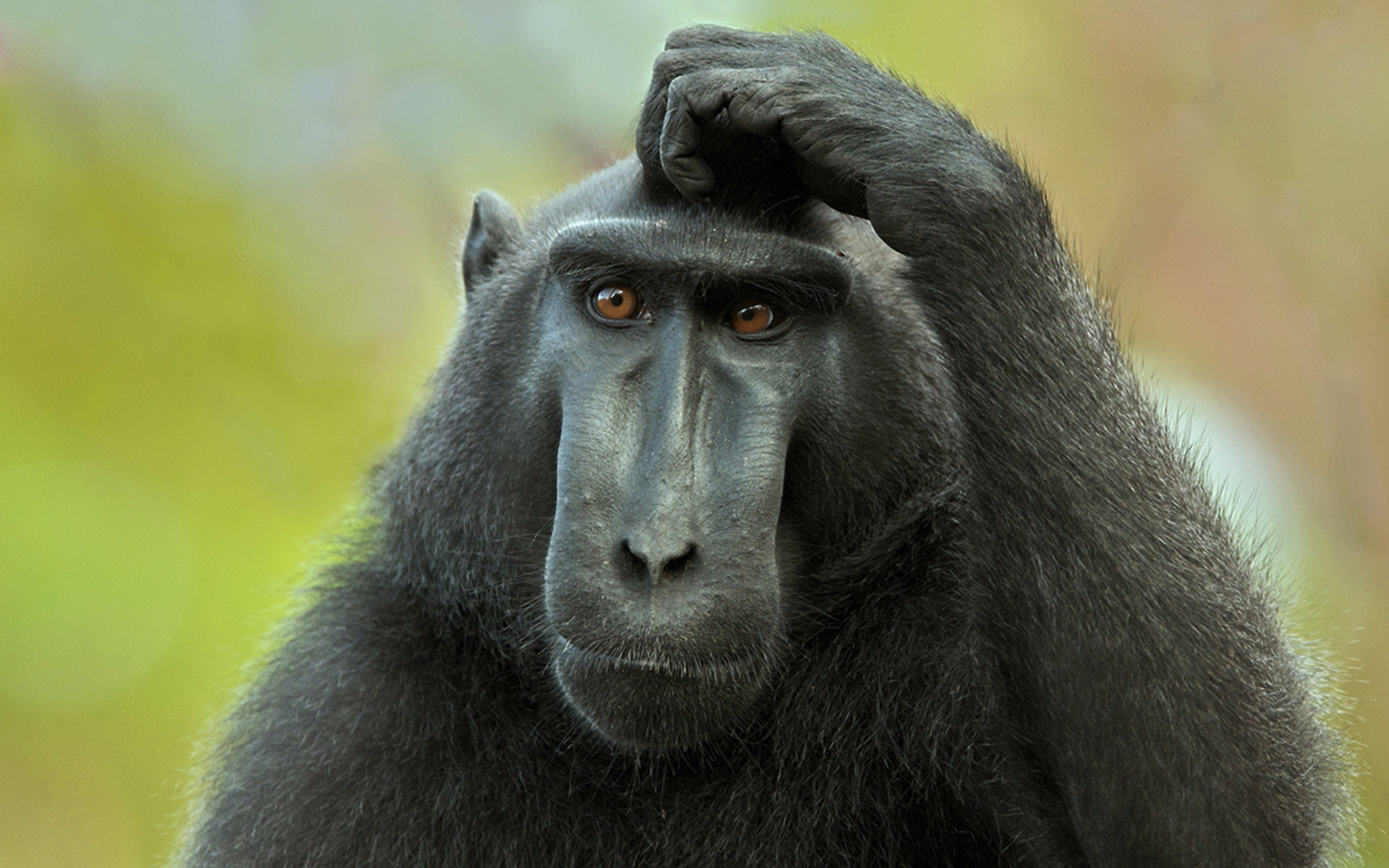 1468579 Bild herunterladen tiere, schwarzer makak mit haube - Hintergrundbilder und Bildschirmschoner kostenlos