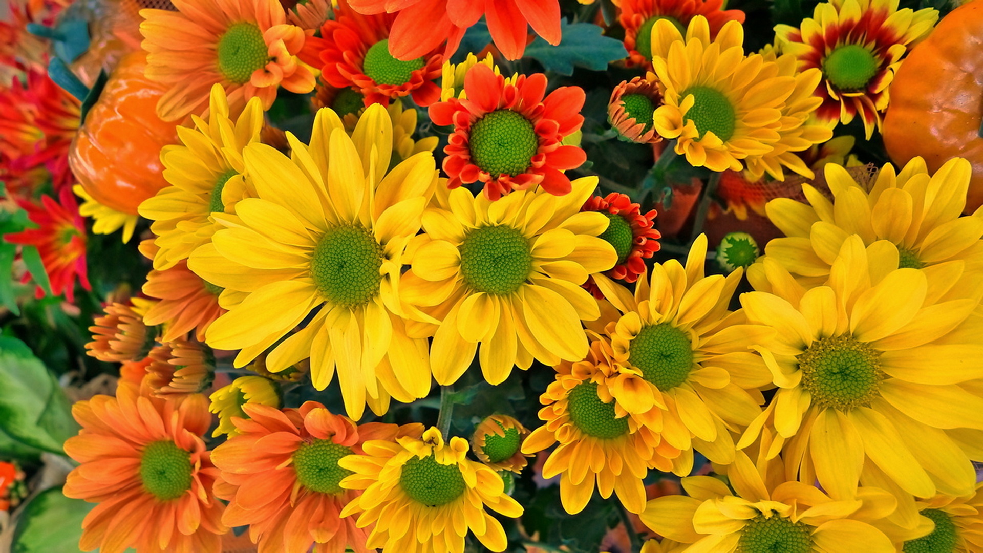 Скачать картинку Цветок, Хризантема, Желтый Цветок, Земля/природа, Оранжевый Цветок, Флауэрсы в телефон бесплатно.