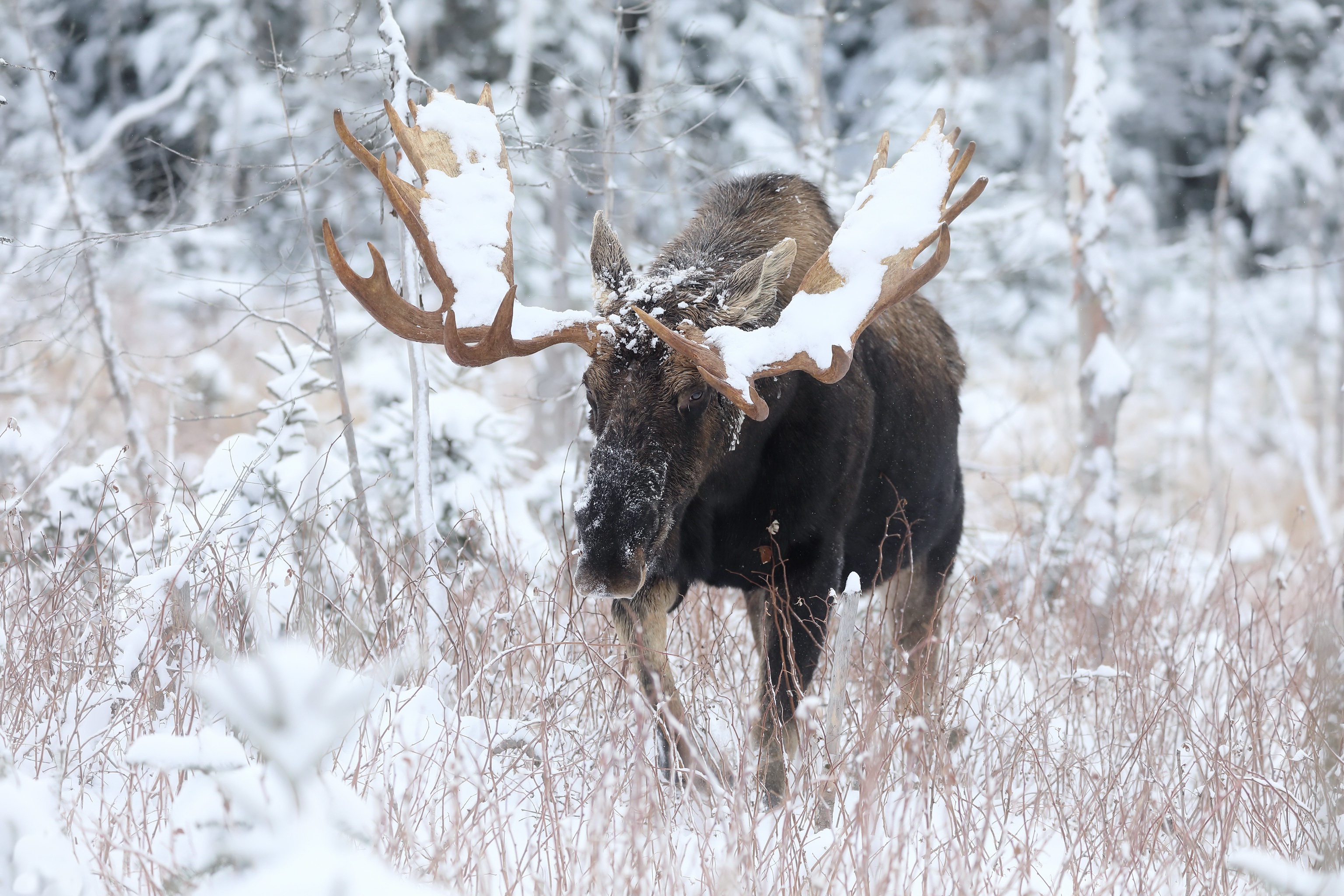 Free download wallpaper Winter, Animal, Moose on your PC desktop