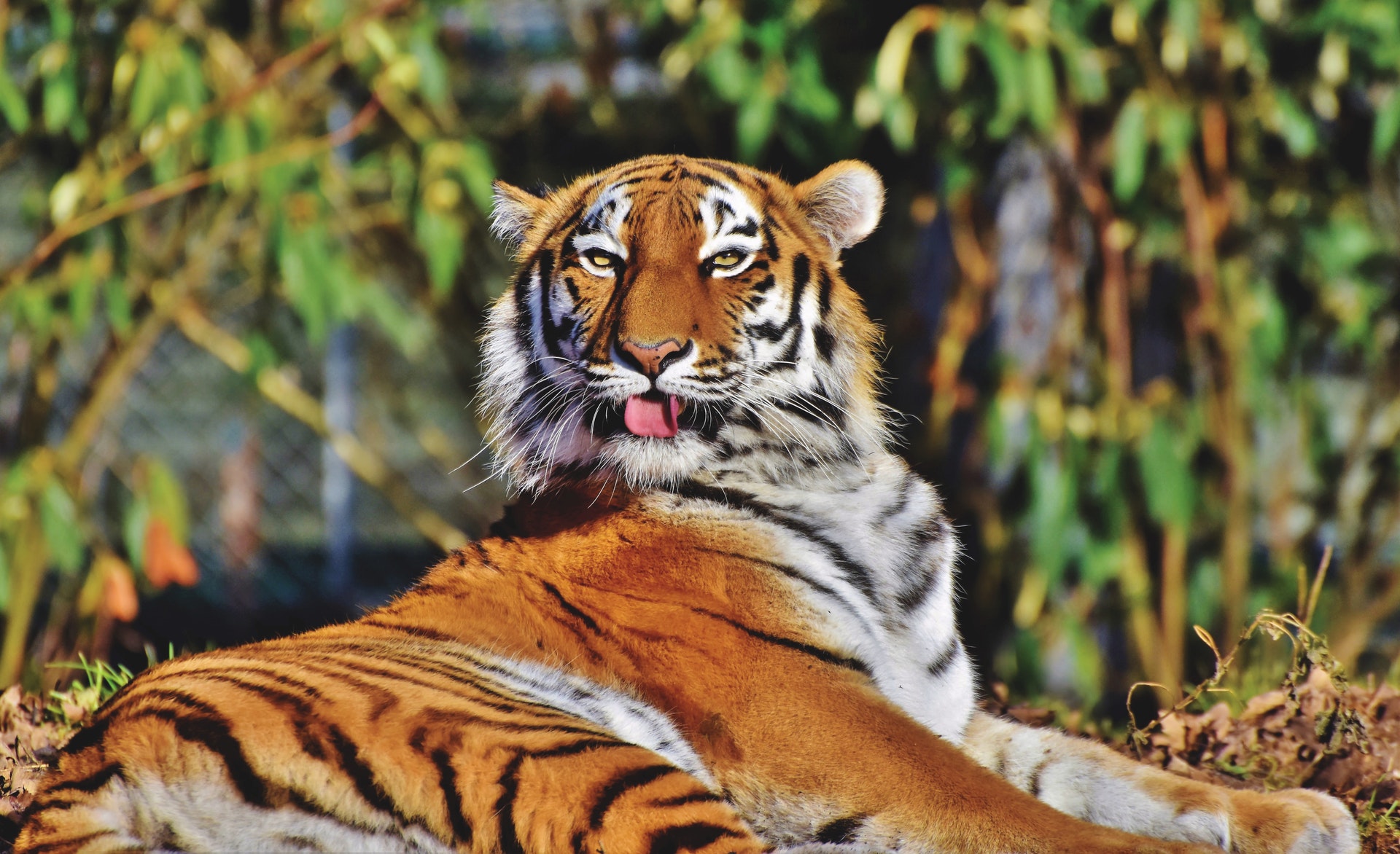 Téléchargez gratuitement l'image Animaux, Chats, Tigre sur le bureau de votre PC