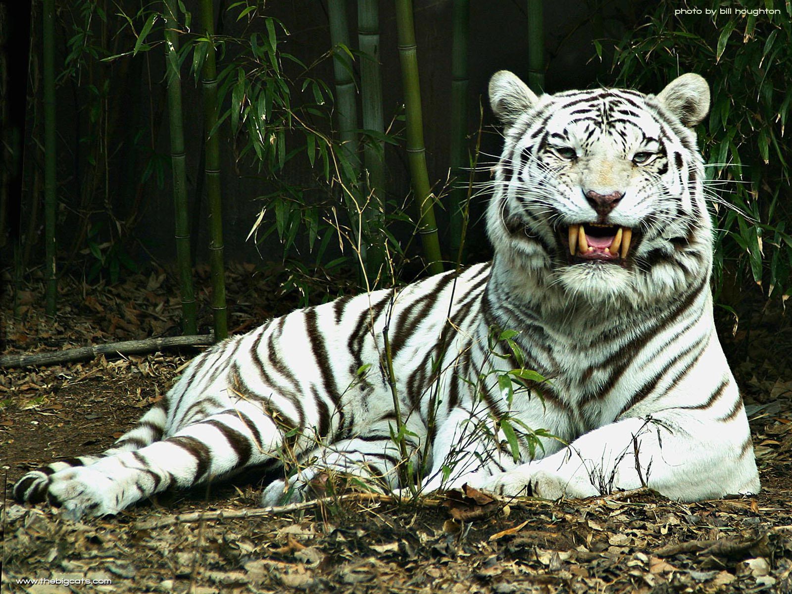 animal, white tiger, cats HD wallpaper