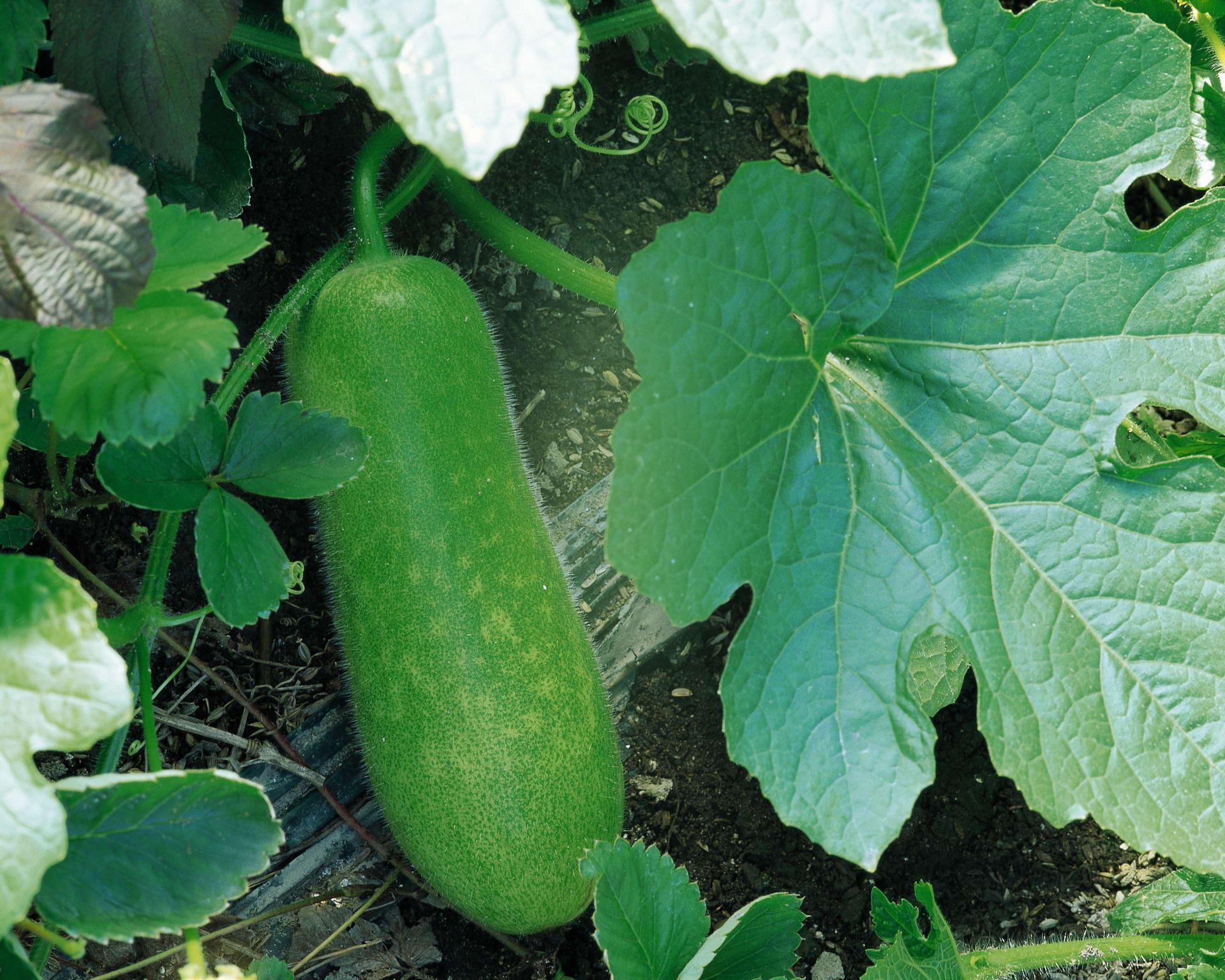 Téléchargez gratuitement l'image Nourriture, Légumes sur le bureau de votre PC