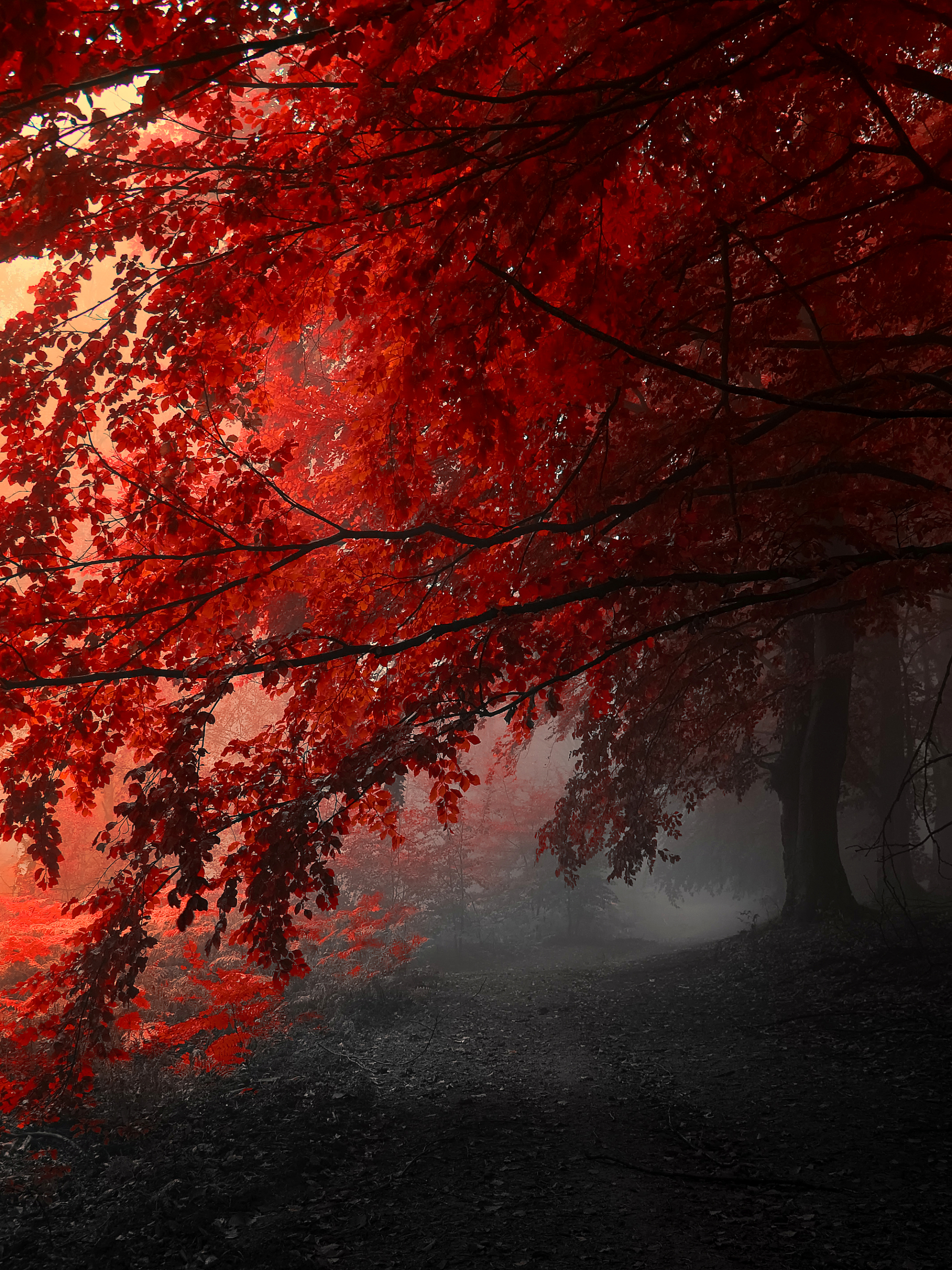 PCデスクトップに木, 秋, 森, 地球画像を無料でダウンロード