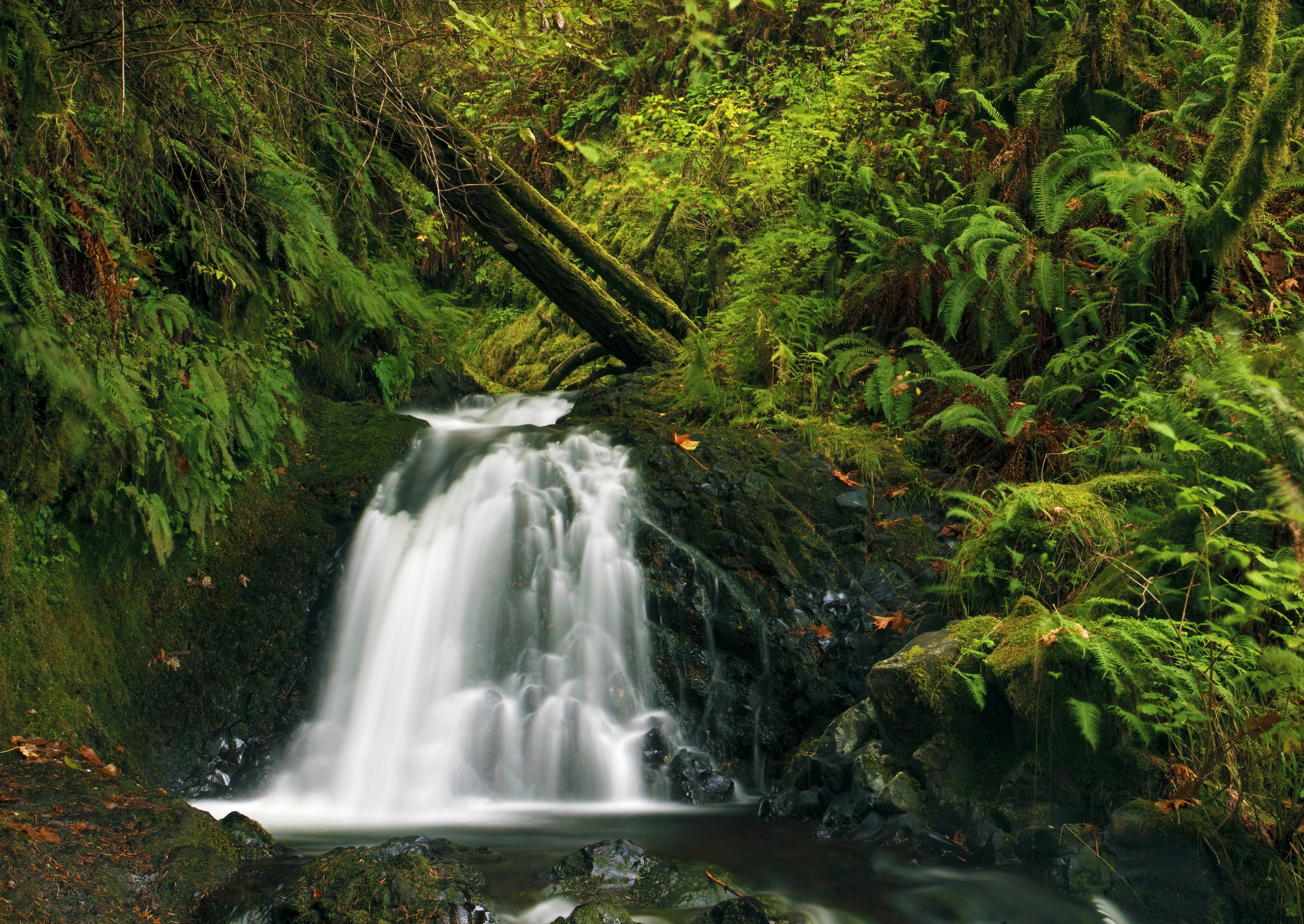 Скачать обои бесплатно Водопады, Водопад, Папоротник, Лес, Дерево, Зеленый, Земля/природа картинка на рабочий стол ПК