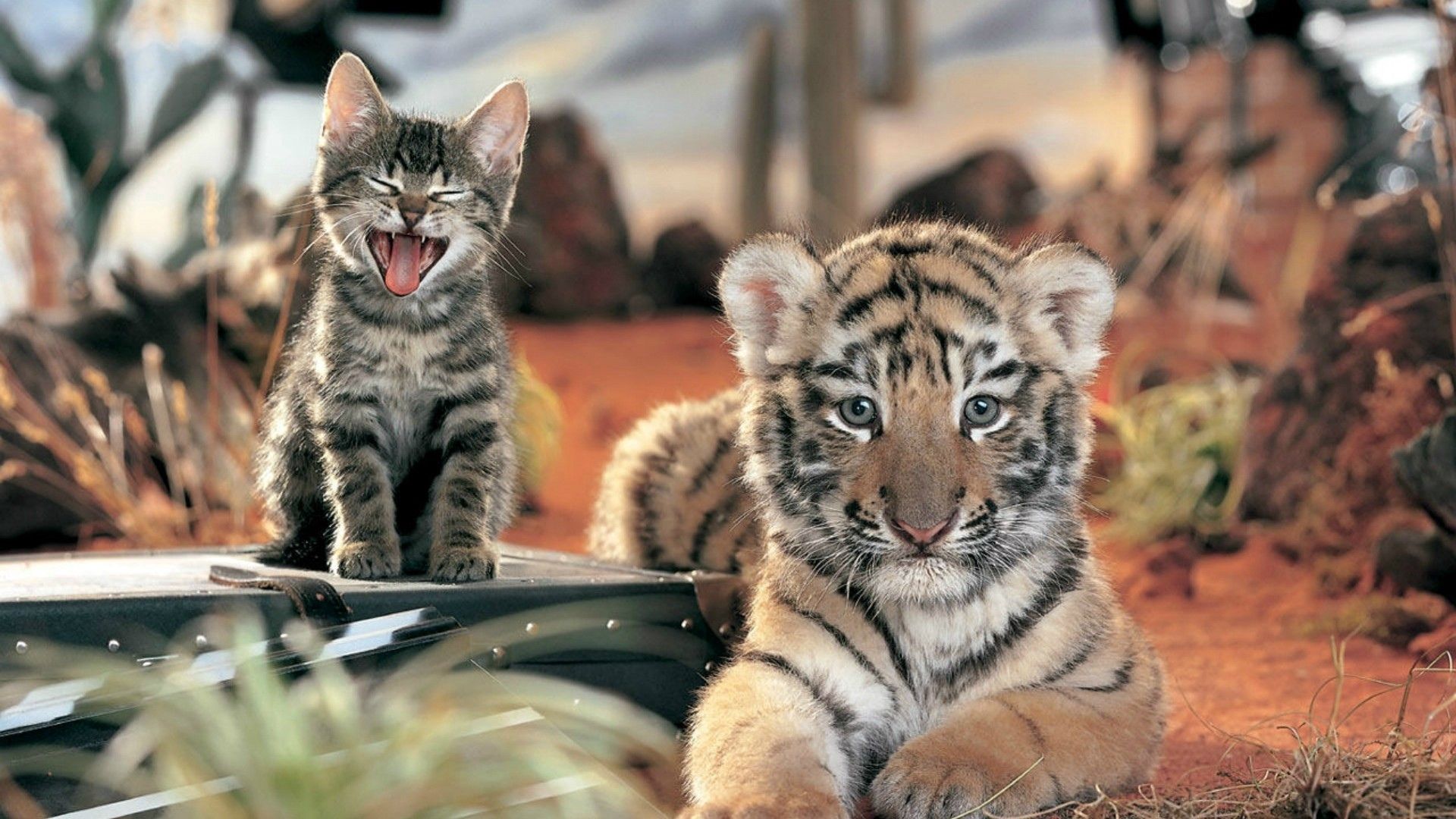 156415 Bild herunterladen tiere, kätzchen, tigerjunges, freundschaft, tiger, schrei, weinen, katzenfamilie, familie der katzen - Hintergrundbilder und Bildschirmschoner kostenlos