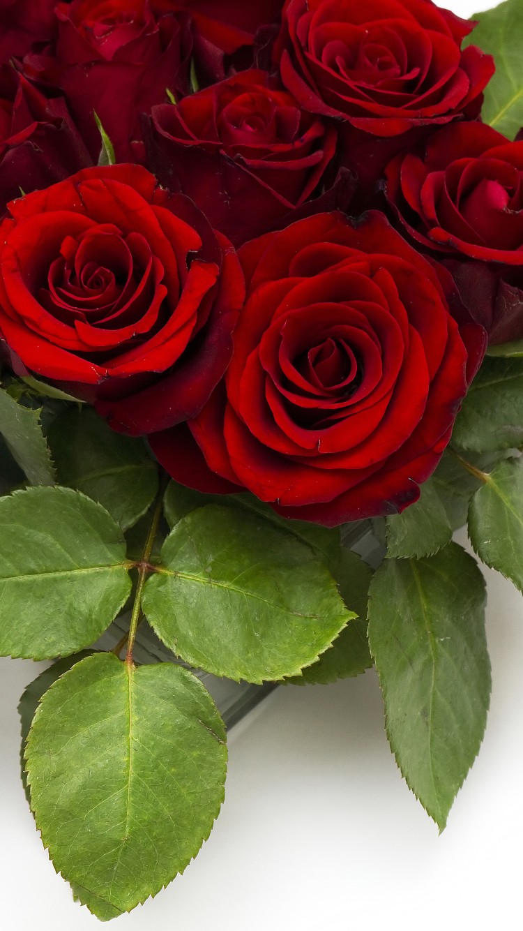 Download mobile wallpaper Flowers, Flower, Rose, Earth, Red Rose, Red Flower for free.