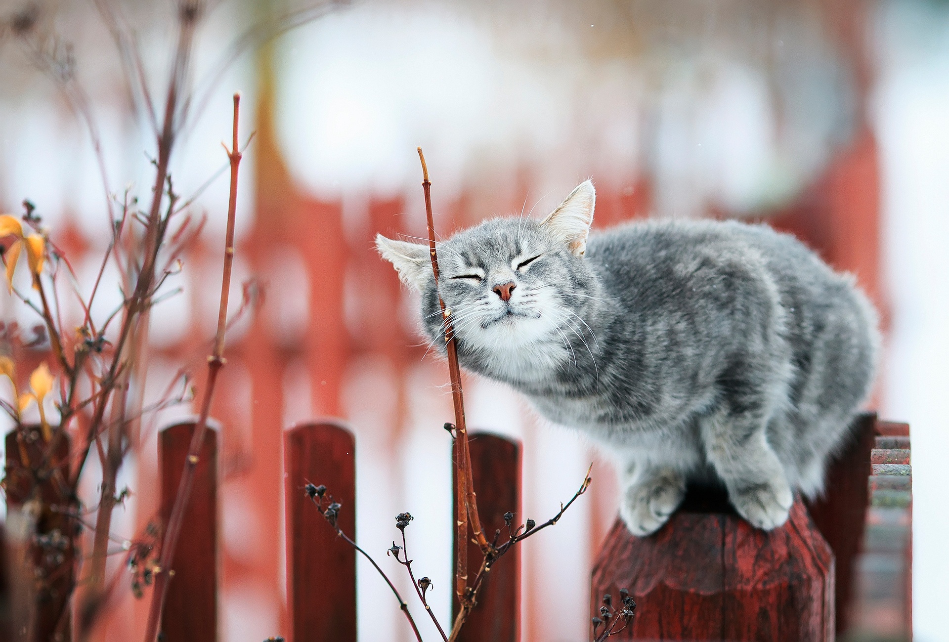 Download mobile wallpaper Cats, Cat, Animal, Depth Of Field for free.