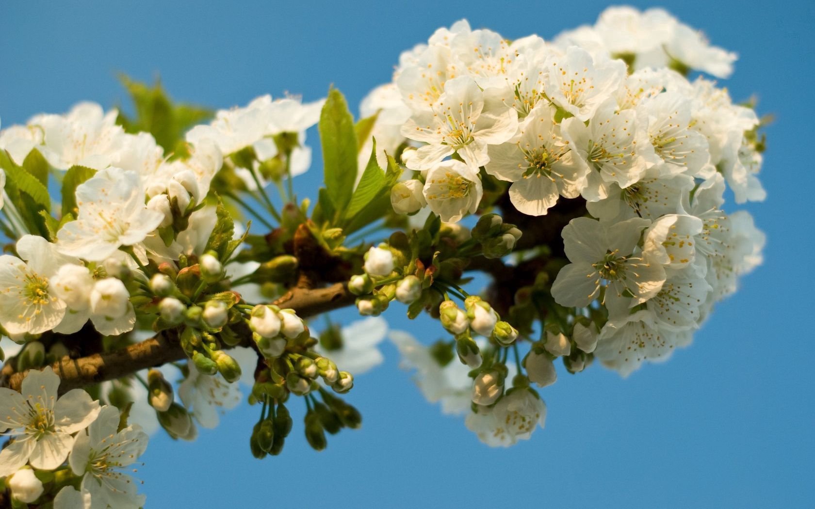 Скачати мобільні шпалери Гілка, Небо, Листя, Квіти, Весна, Цвітіння безкоштовно.