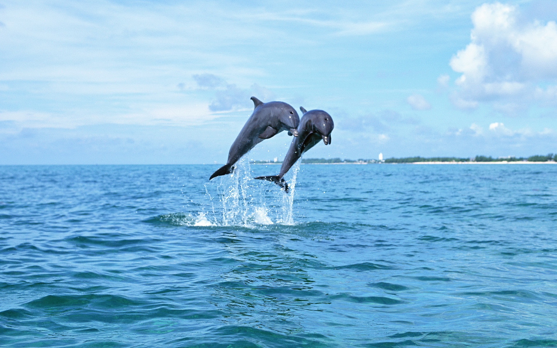 599545 descargar fondo de pantalla delfin, animales, delfín nariz de botella: protectores de pantalla e imágenes gratis