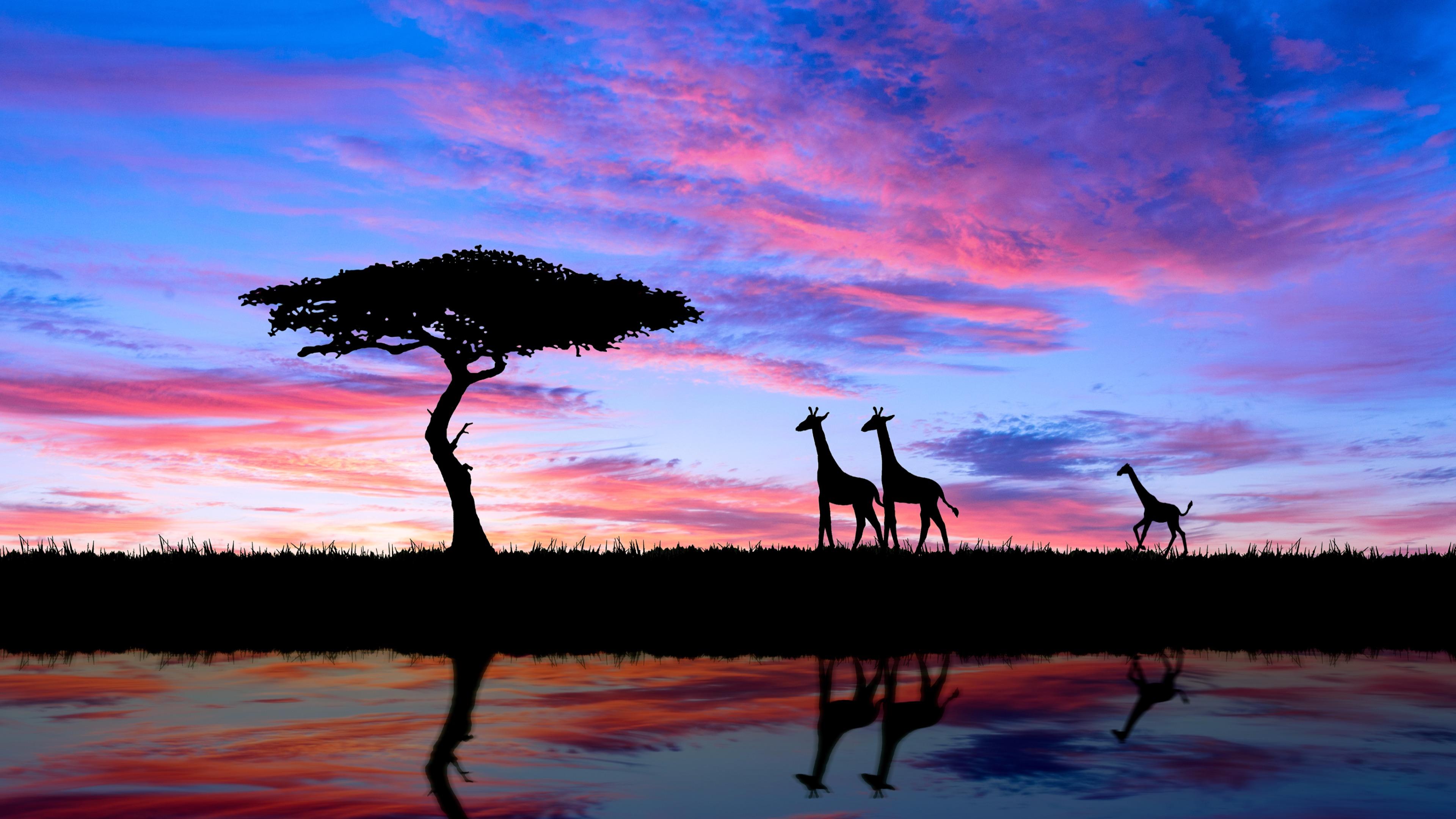 Скачать обои бесплатно Животные, Закат, Силуэт, Дерево, Африка, Жирафа картинка на рабочий стол ПК