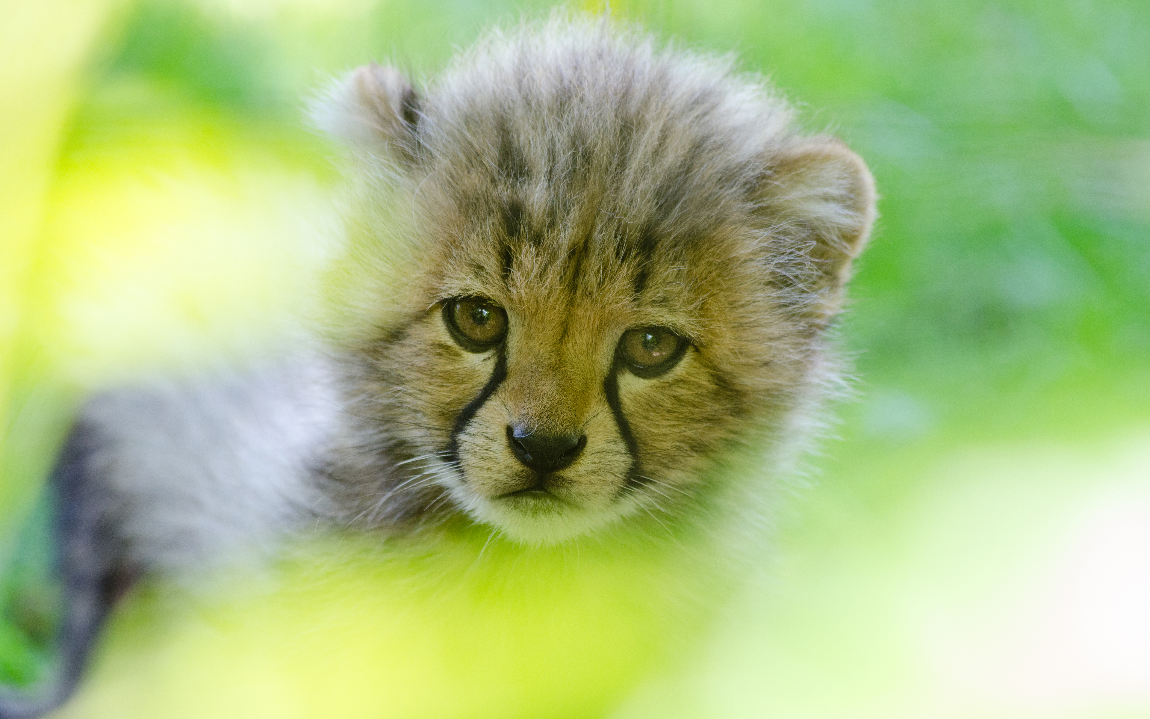 Téléchargez gratuitement l'image Animaux, Guépard, Lionceau sur le bureau de votre PC