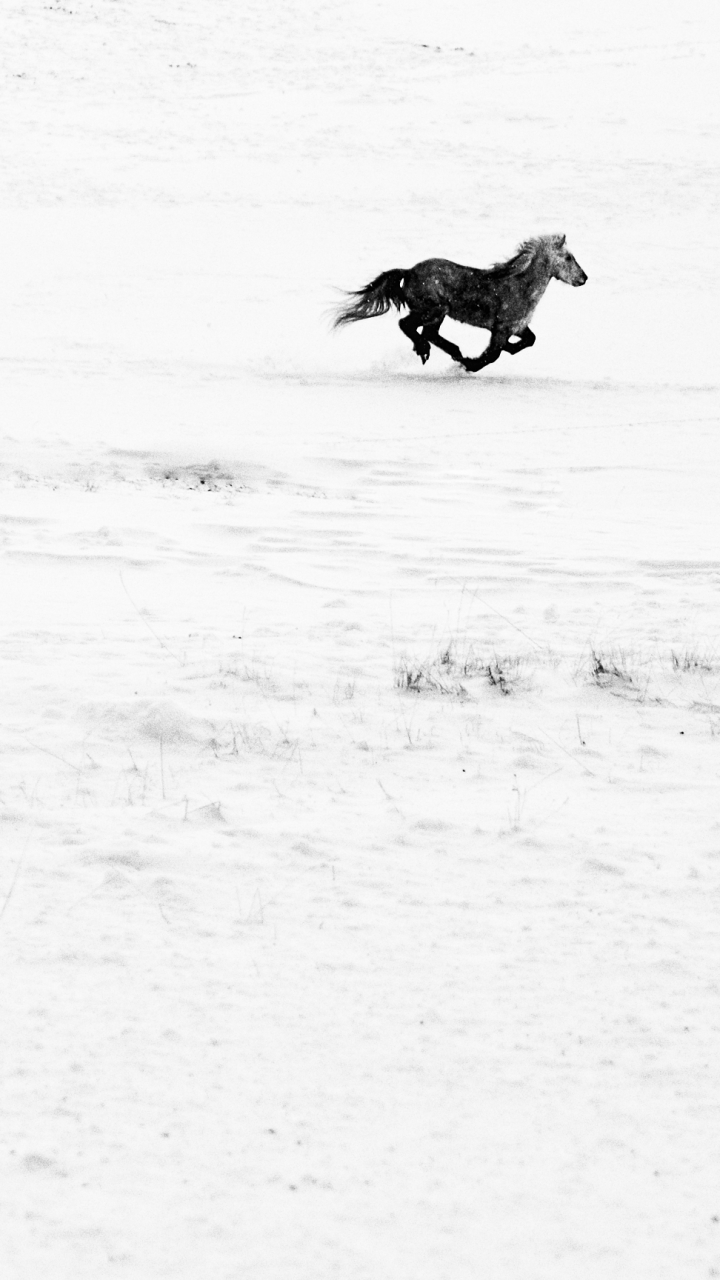 Download mobile wallpaper Snow, Animal, Horse, Minimalist for free.