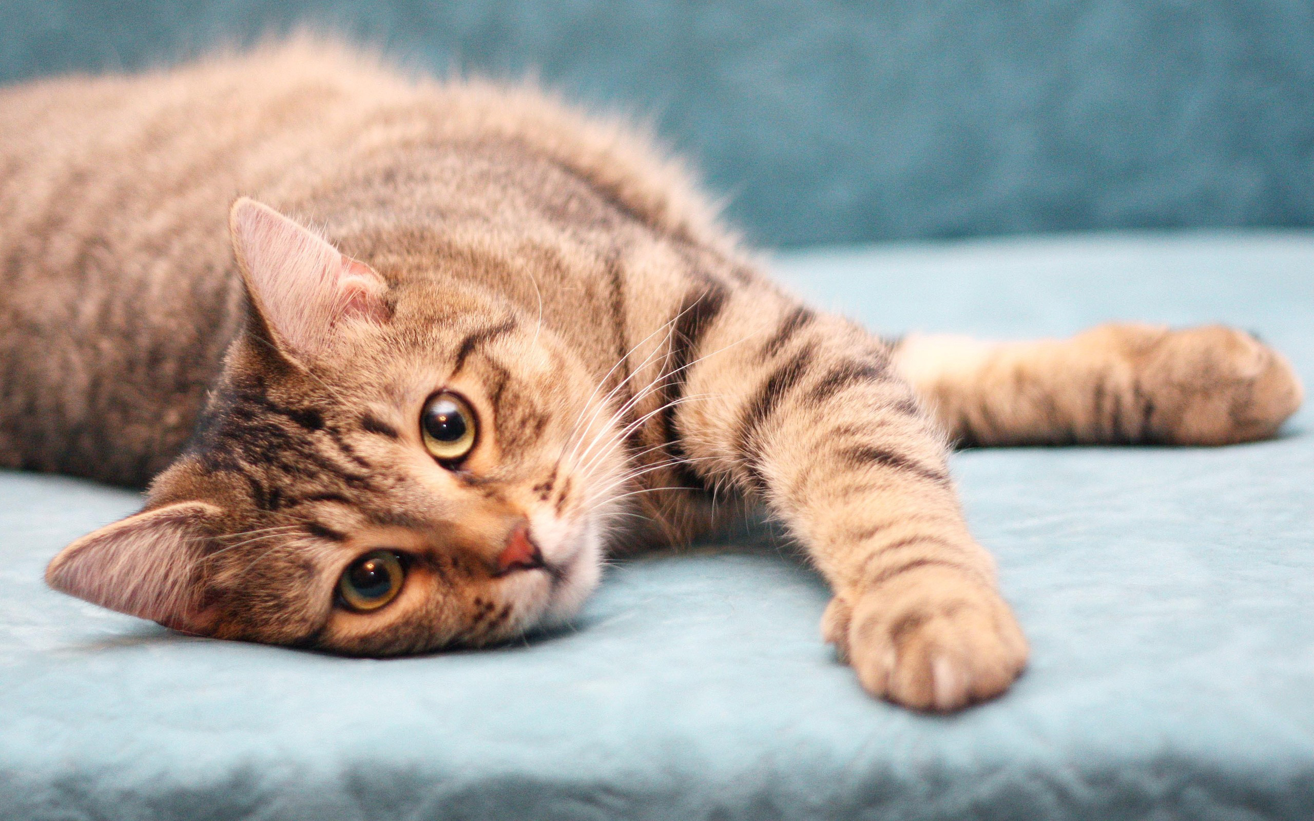 Baixe gratuitamente a imagem Animais, Gatos, Gato na área de trabalho do seu PC